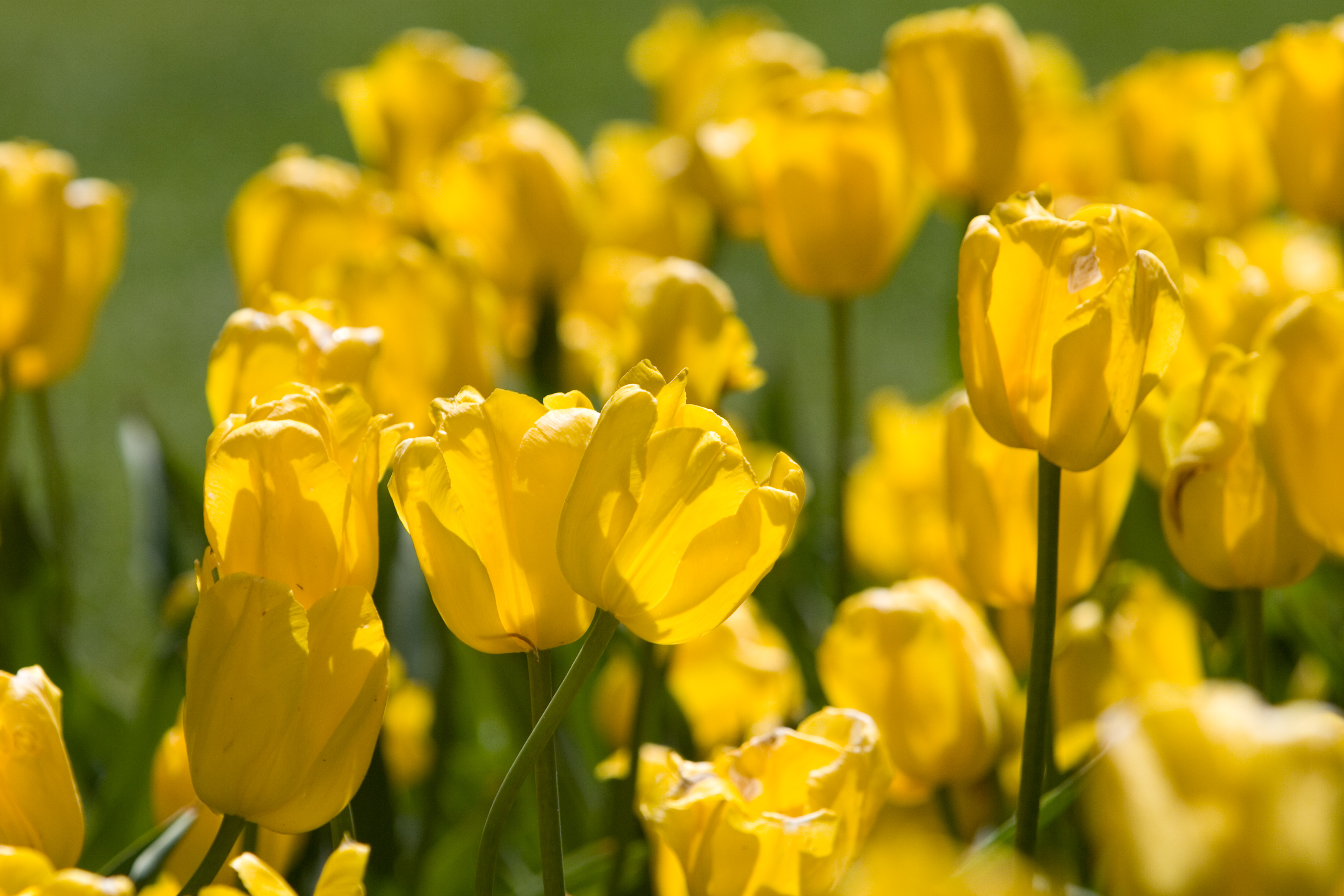 Floweres of the World