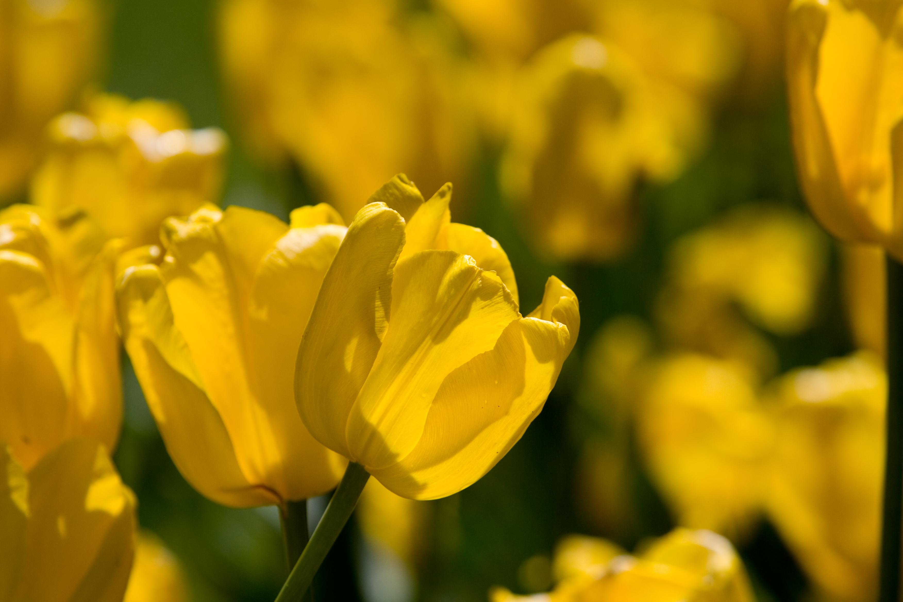 Floweres of the World