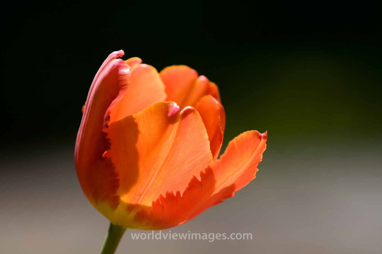 Floweres of the World