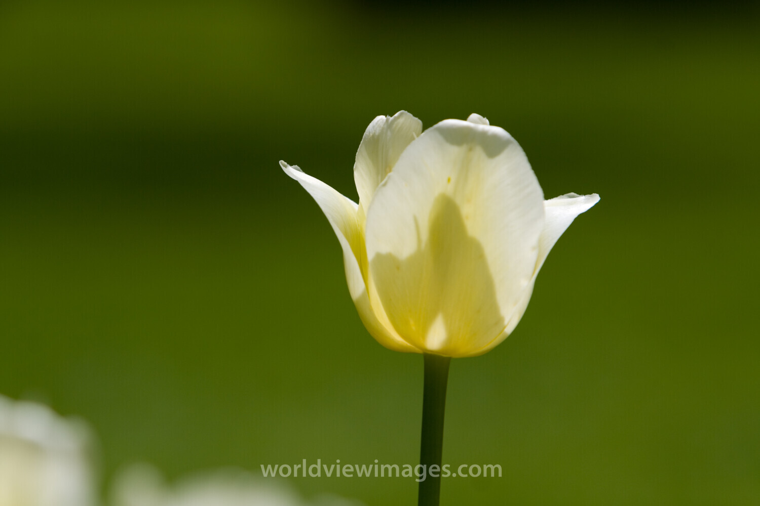 Floweres of the World