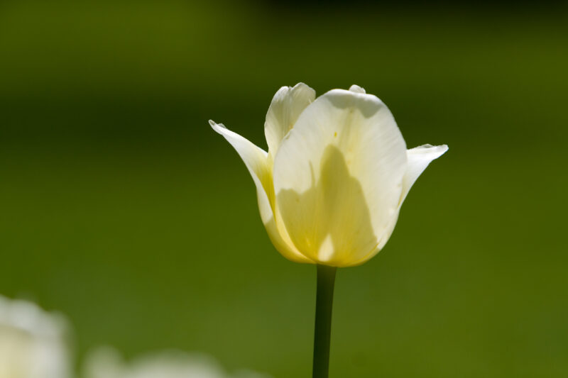 Floweres of the World — Flowers, nature, scenic, flora