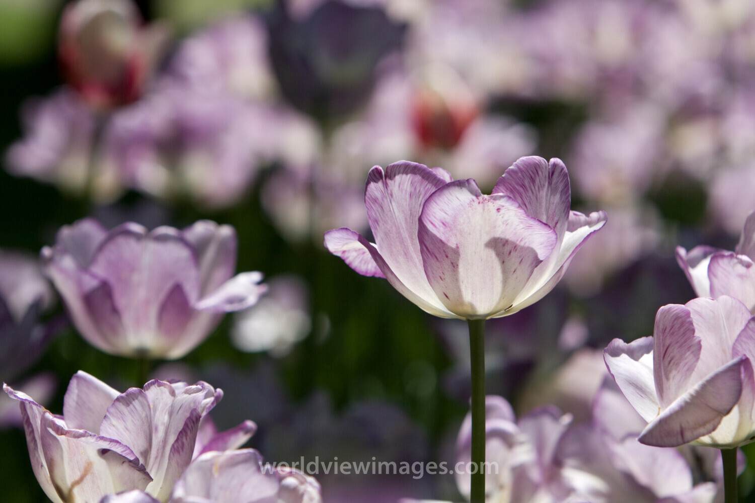 Floweres of the World