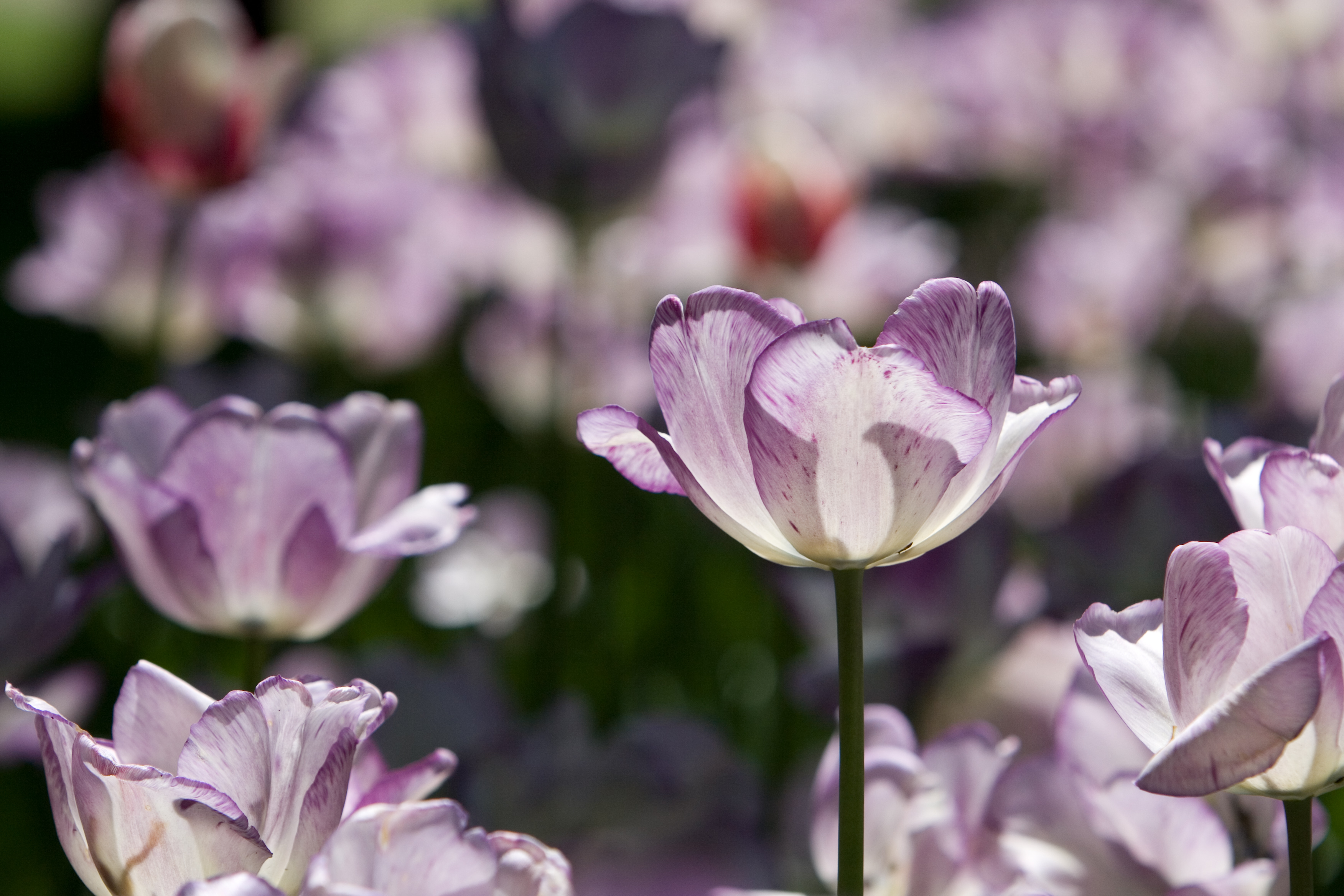 Floweres of the World