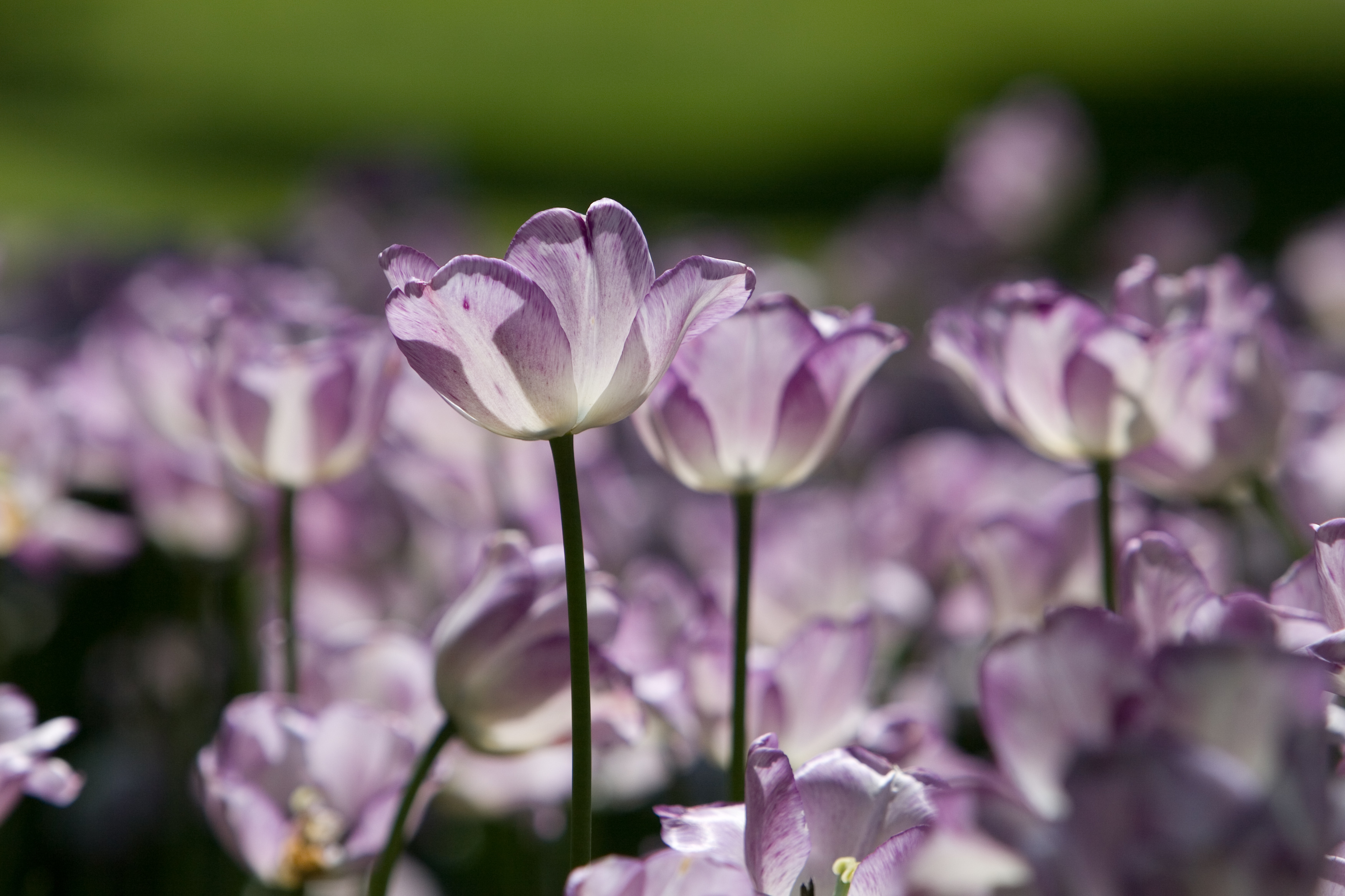 Floweres of the World