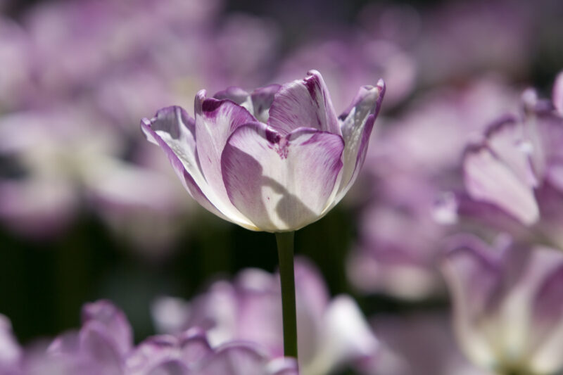 Floweres of the World — Flowers, nature, scenic, flora