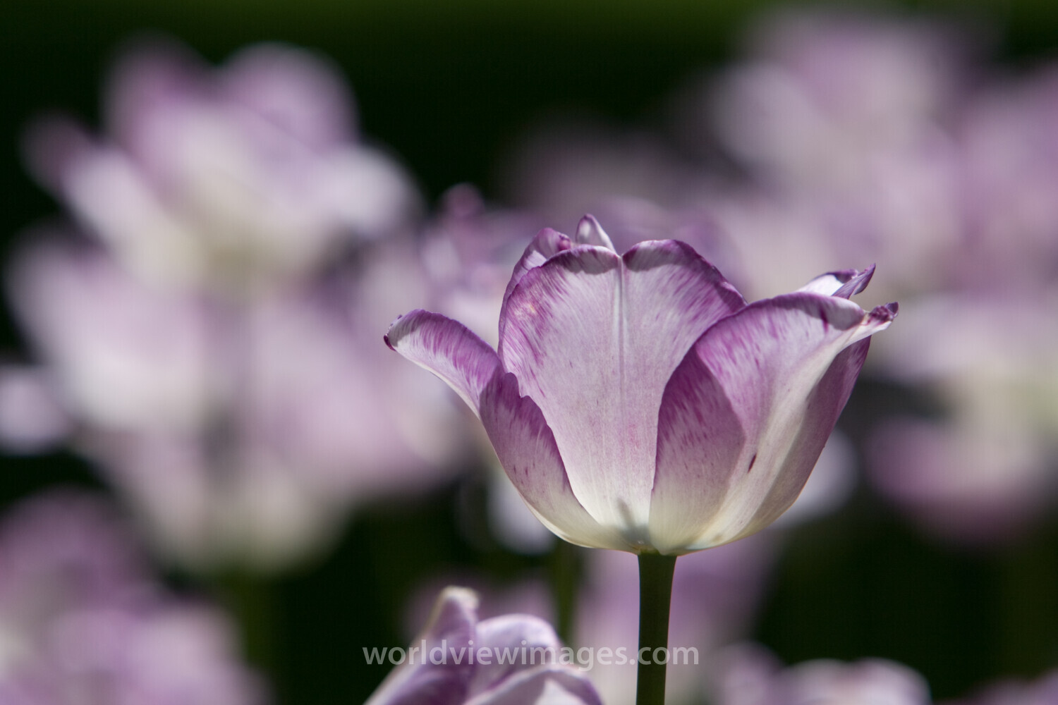 Floweres of the World