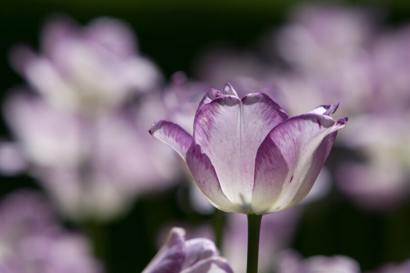 Floweres of the World — Flowers, nature, scenic, flora
