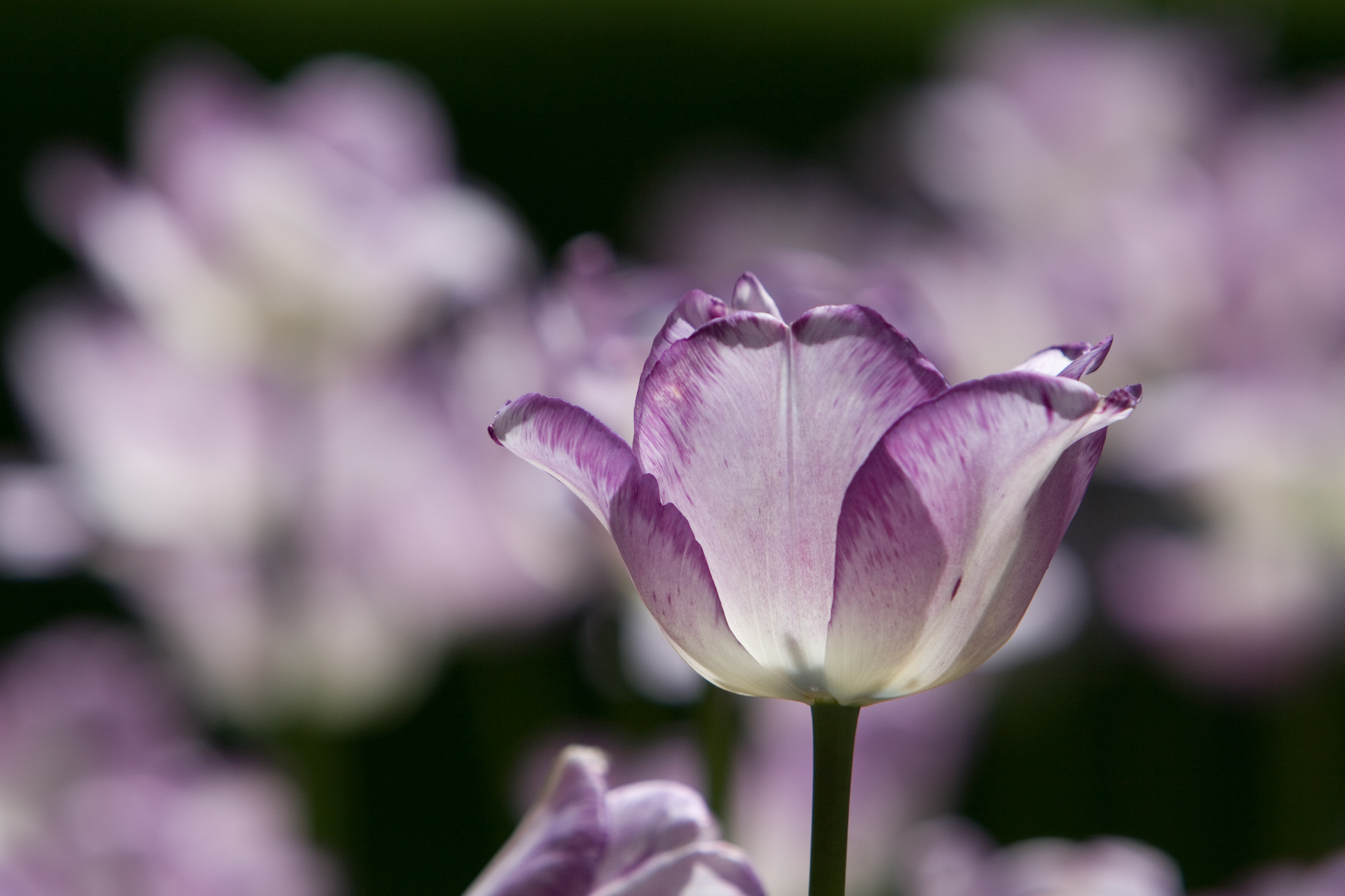 Floweres of the World