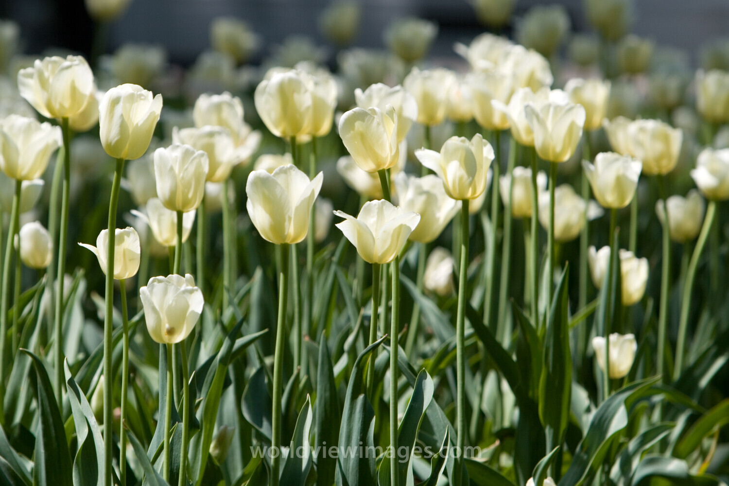 Floweres of the World