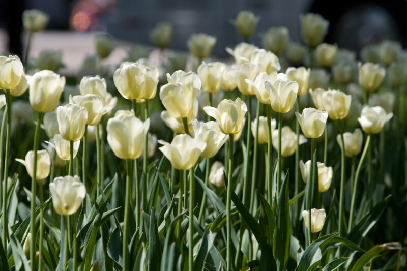 Floweres of the World — Flowers, nature, scenic, flora