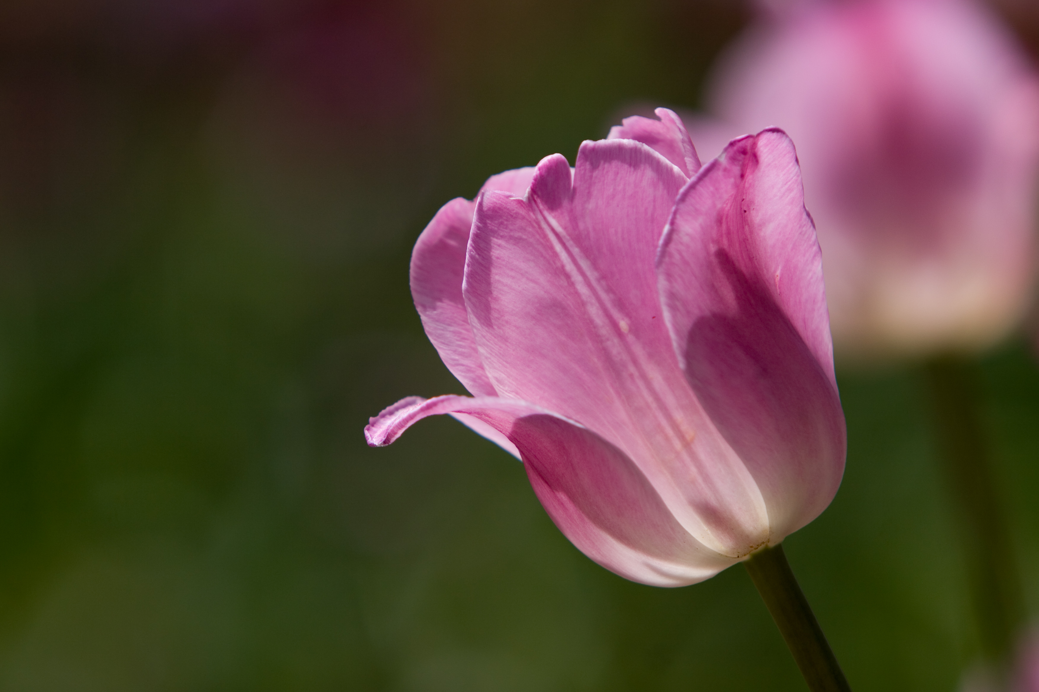 Floweres of the World