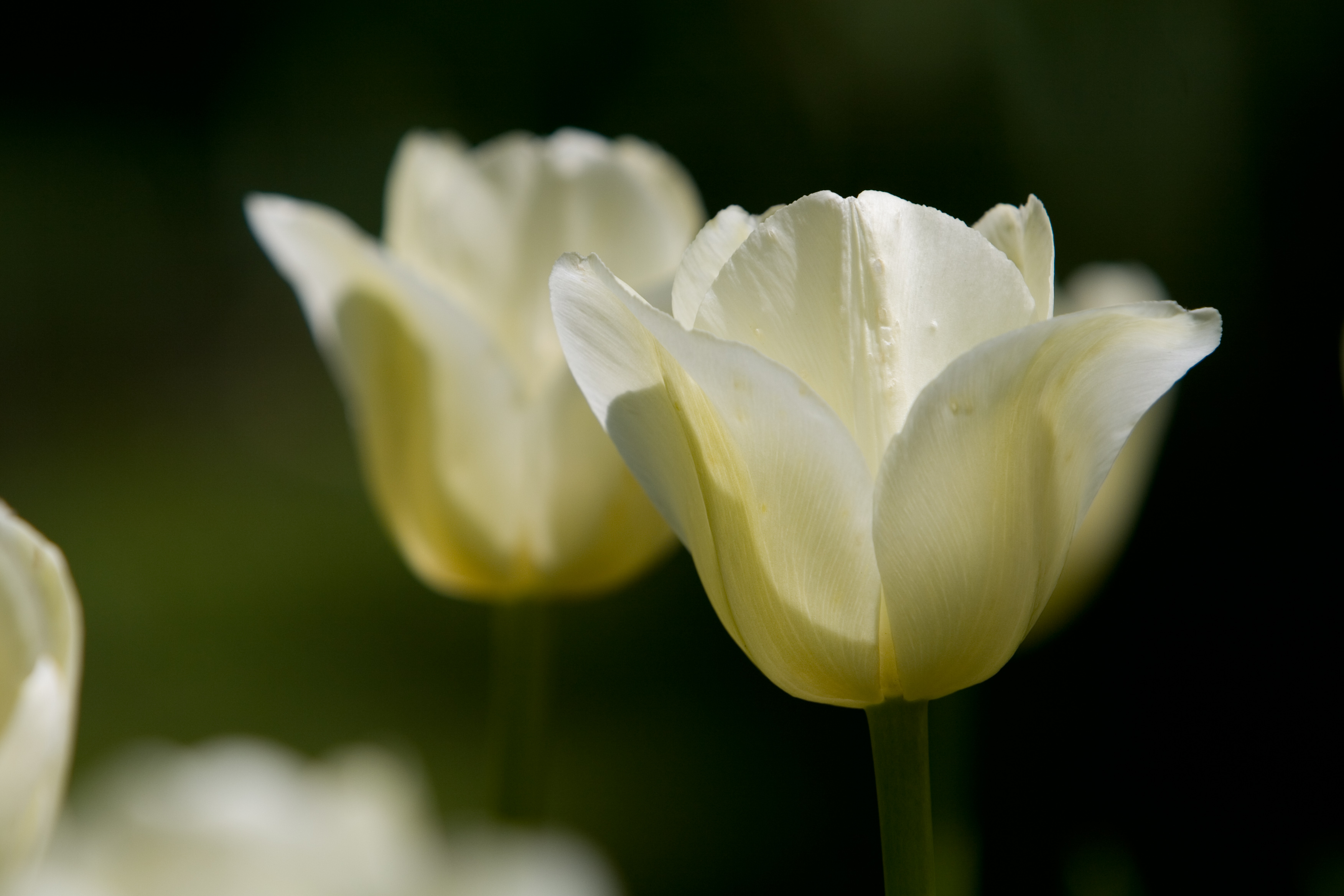 Floweres of the World