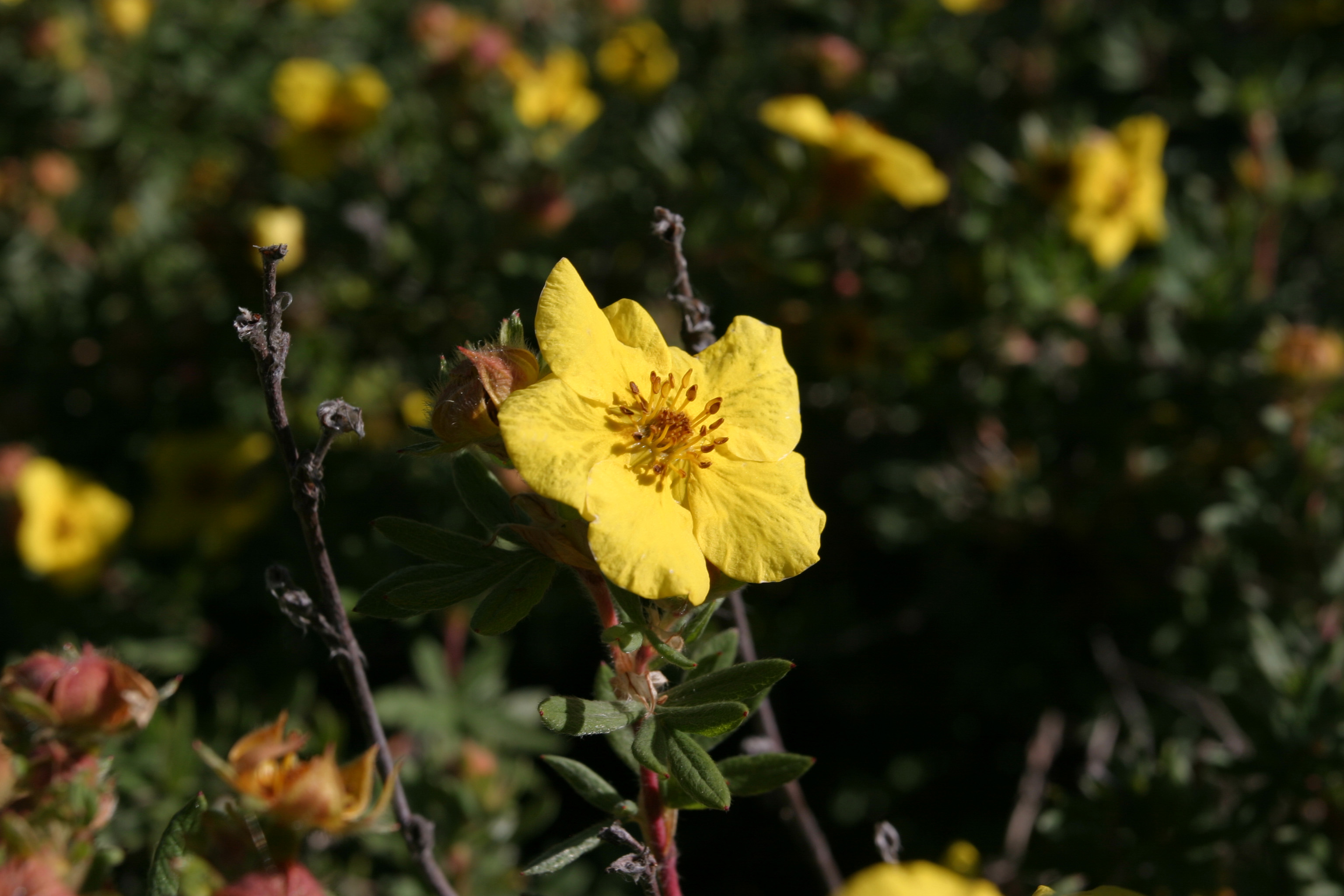 Floweres of the World