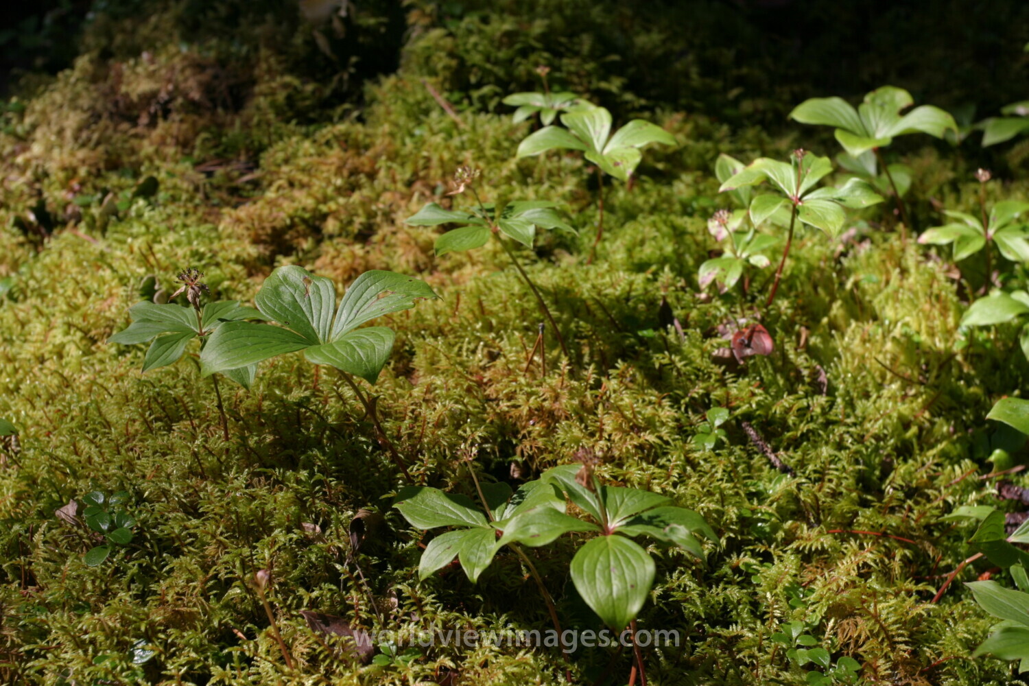 Floweres of the World