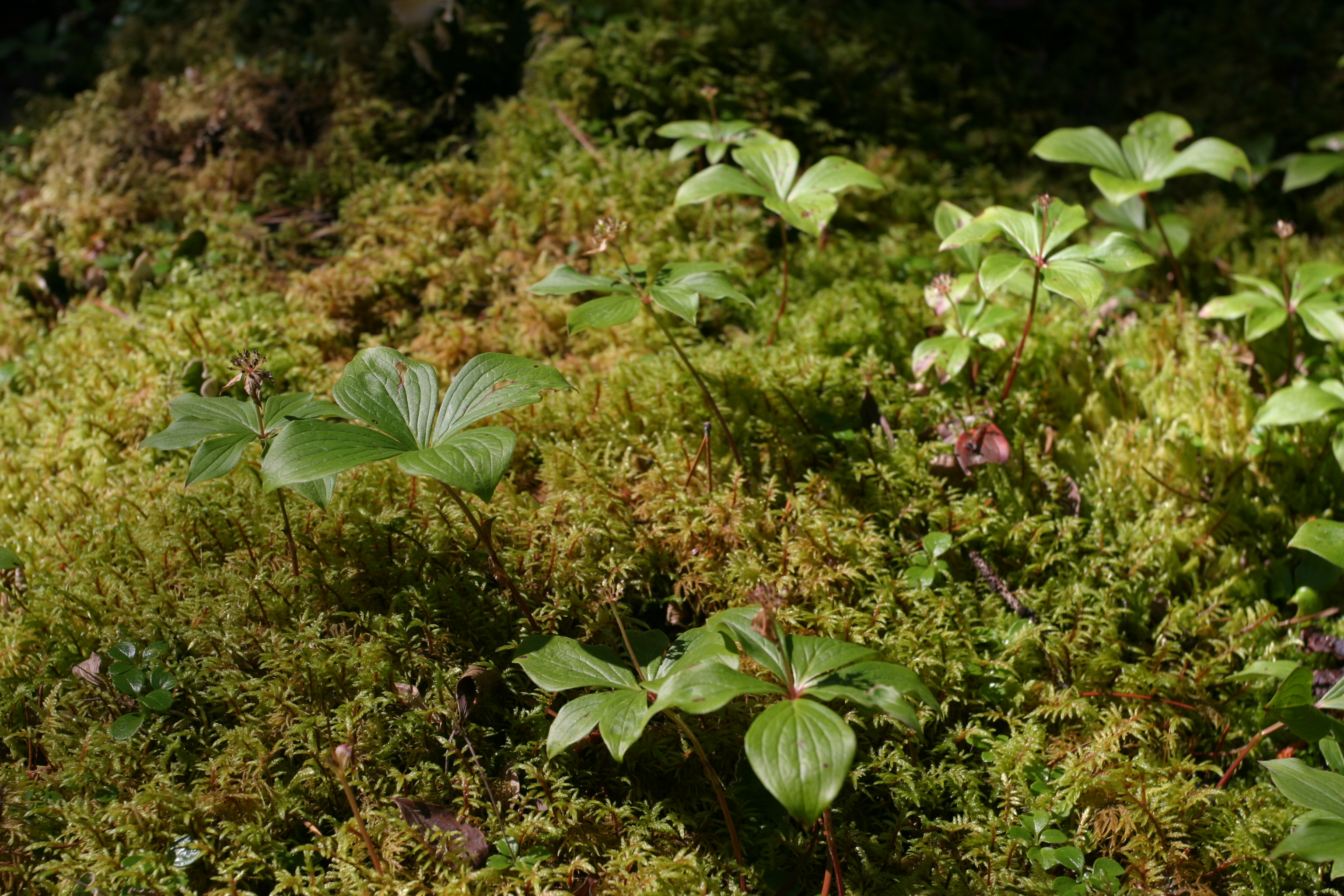 Floweres of the World