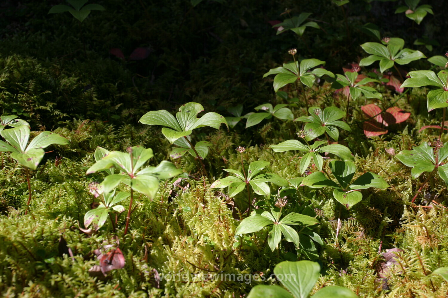 Floweres of the World