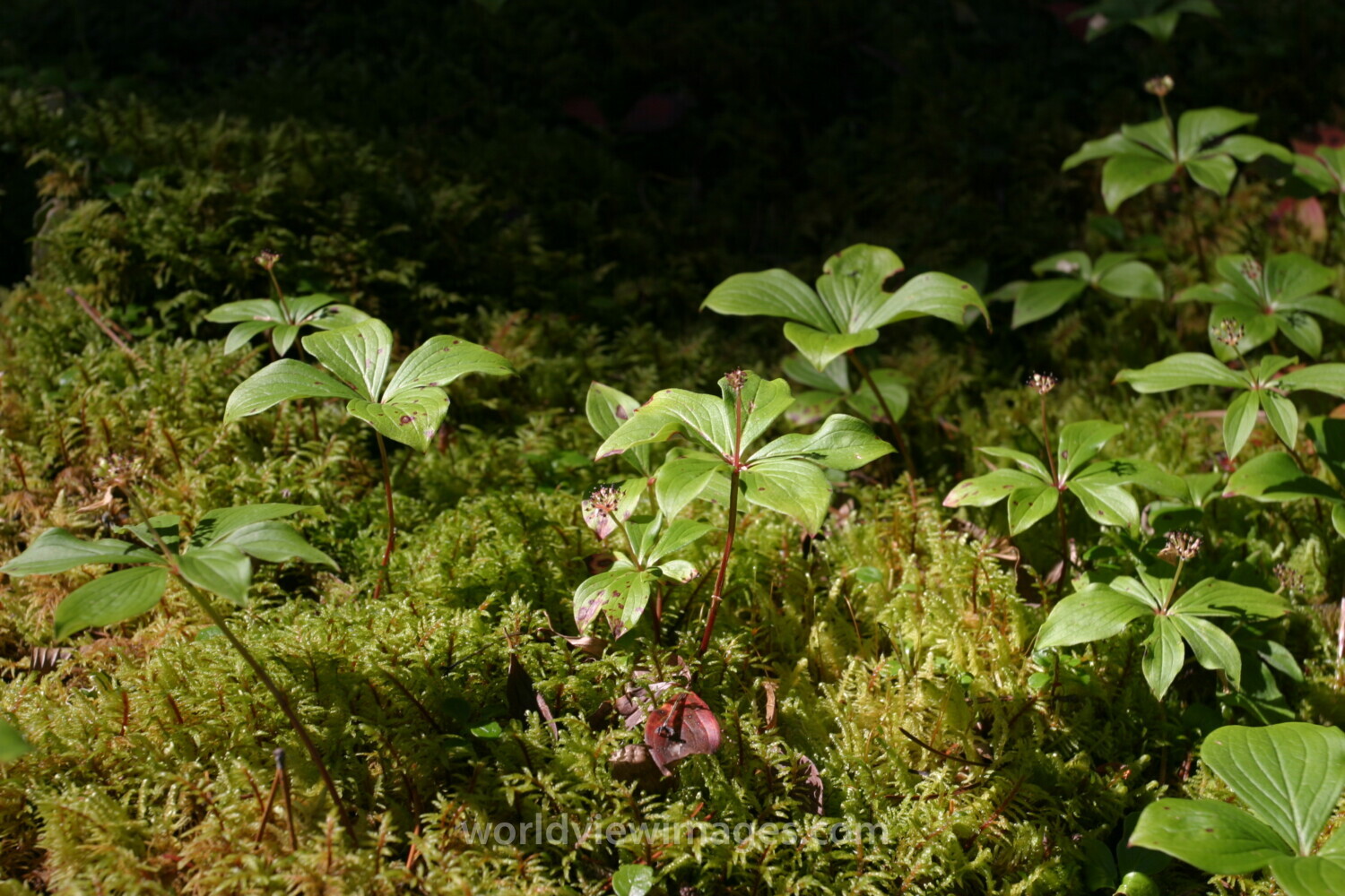 Floweres of the World