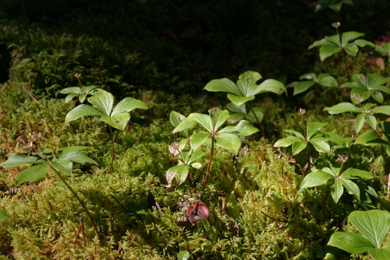 Floweres of the World — Flowers, nature, scenic, flora