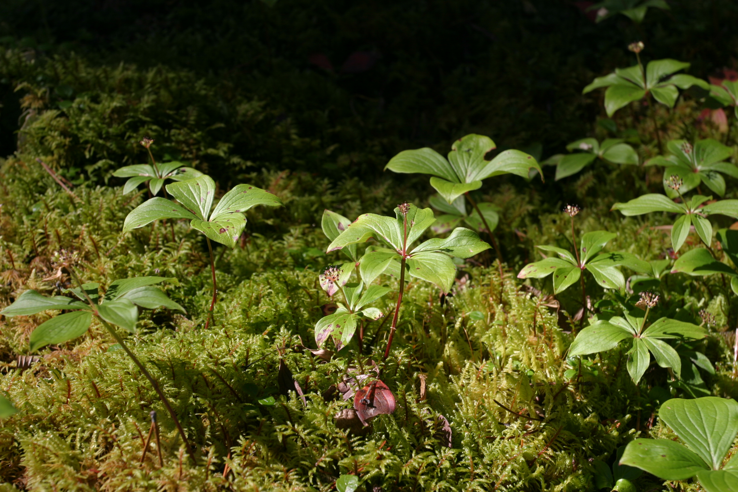 Floweres of the World