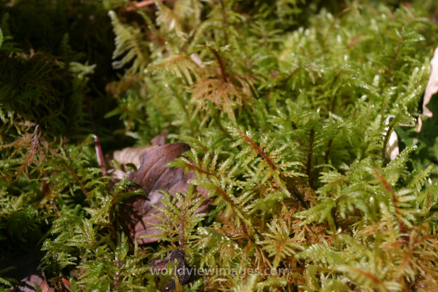 Floweres of the World