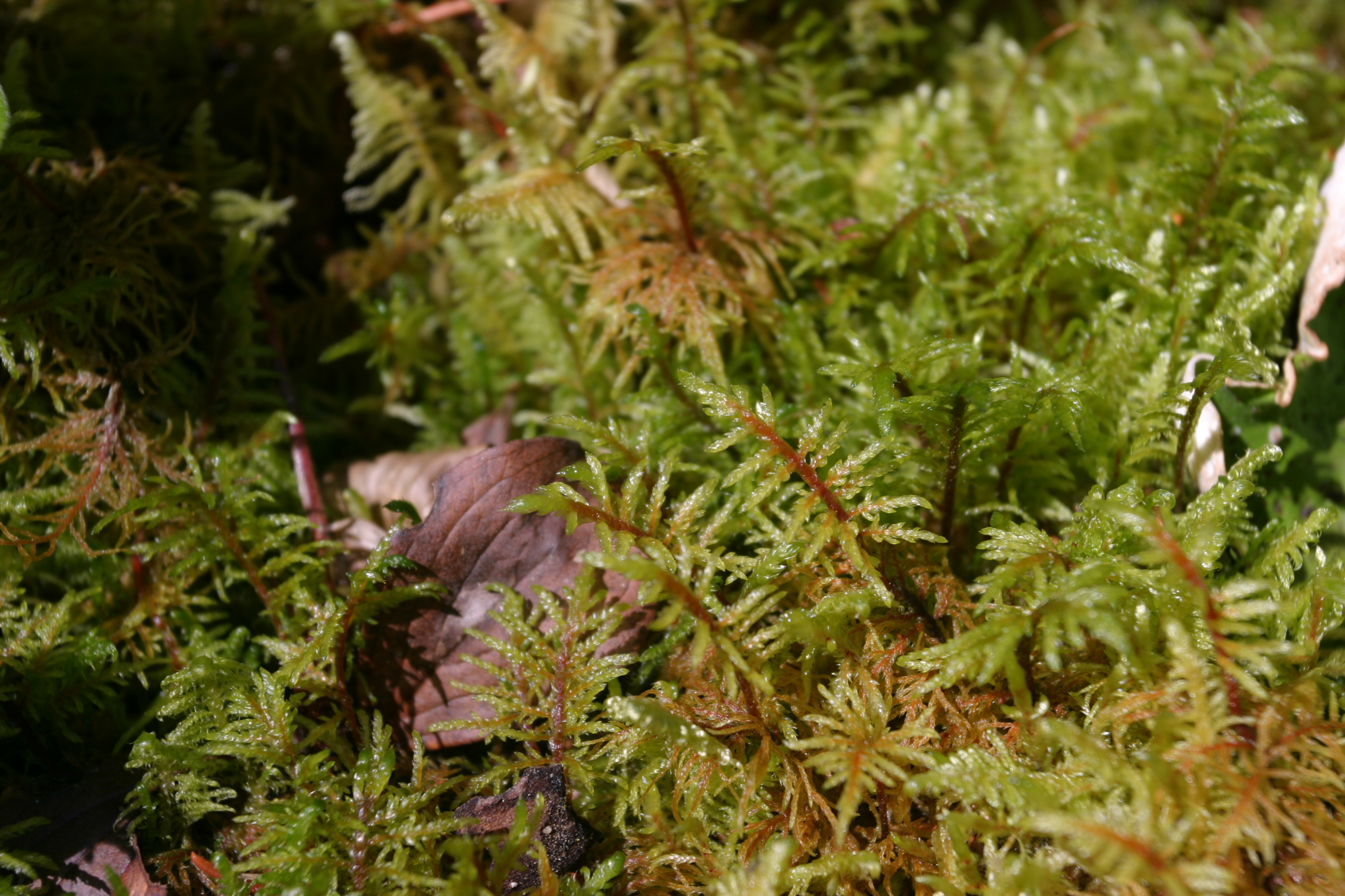 Floweres of the World