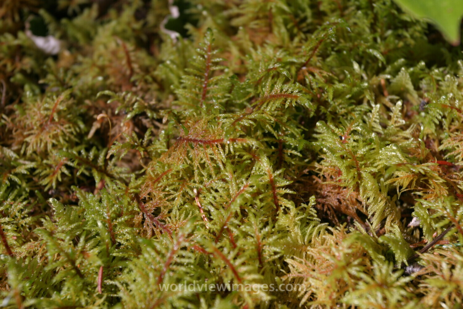 Floweres of the World