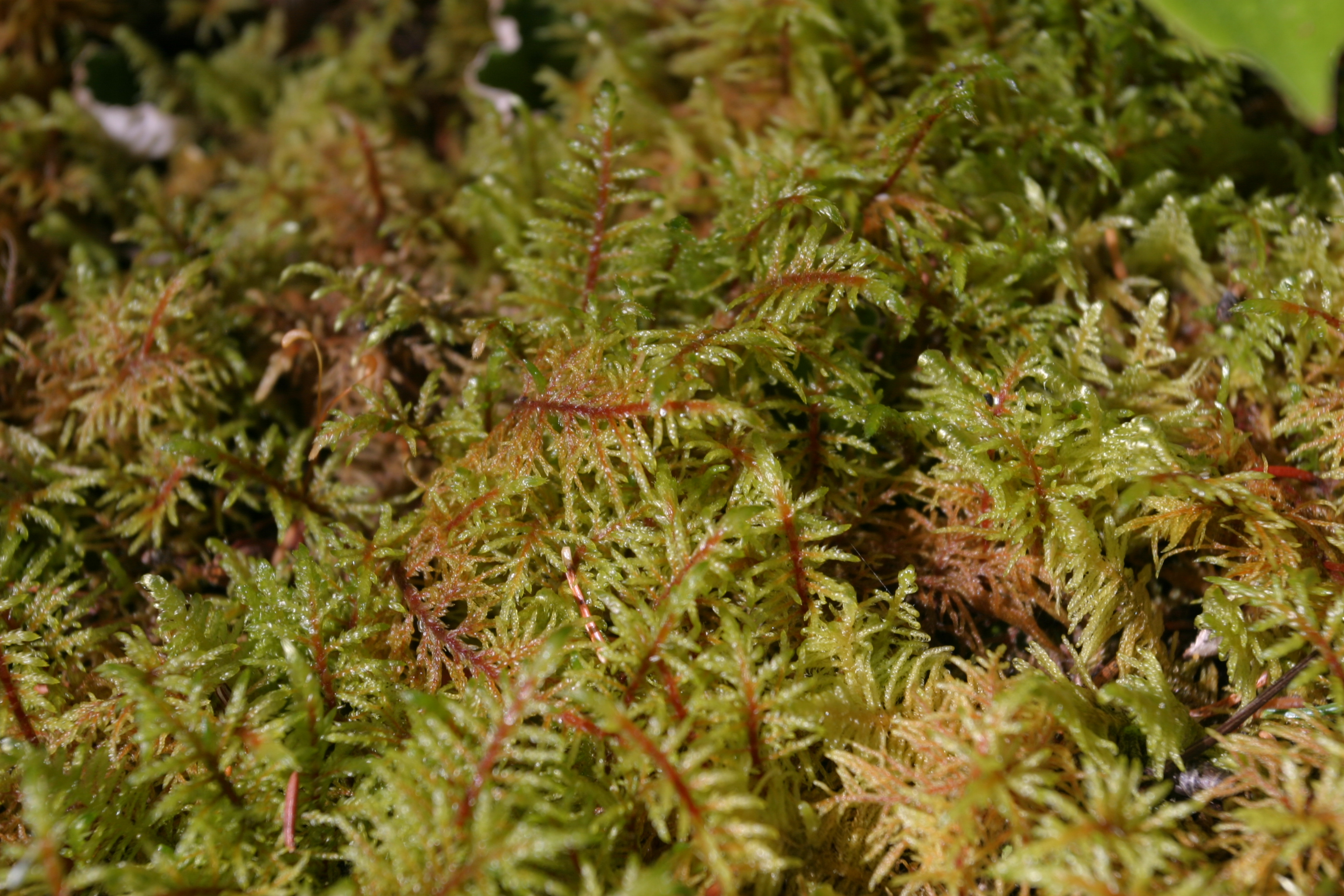 Floweres of the World