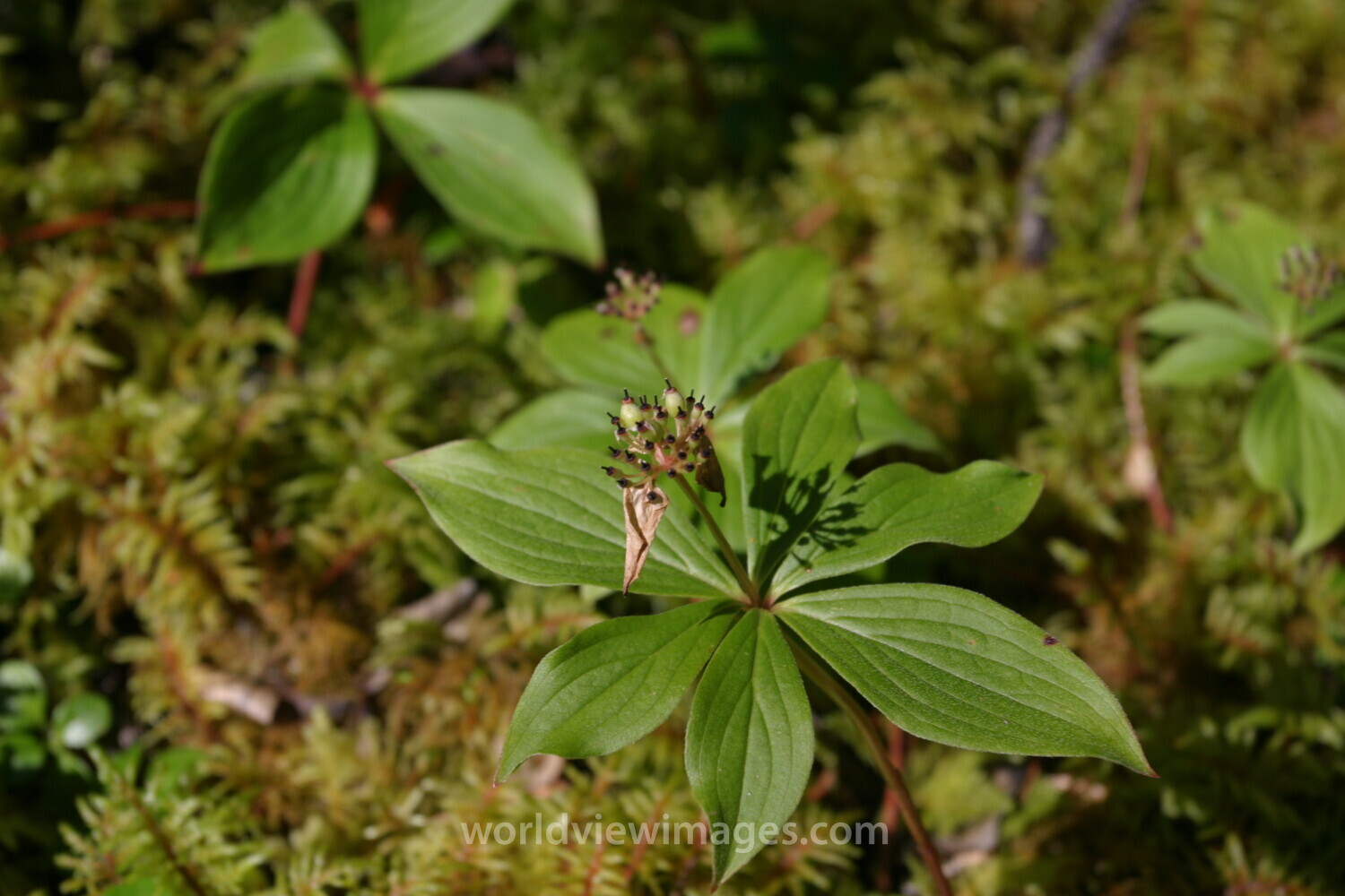 Floweres of the World