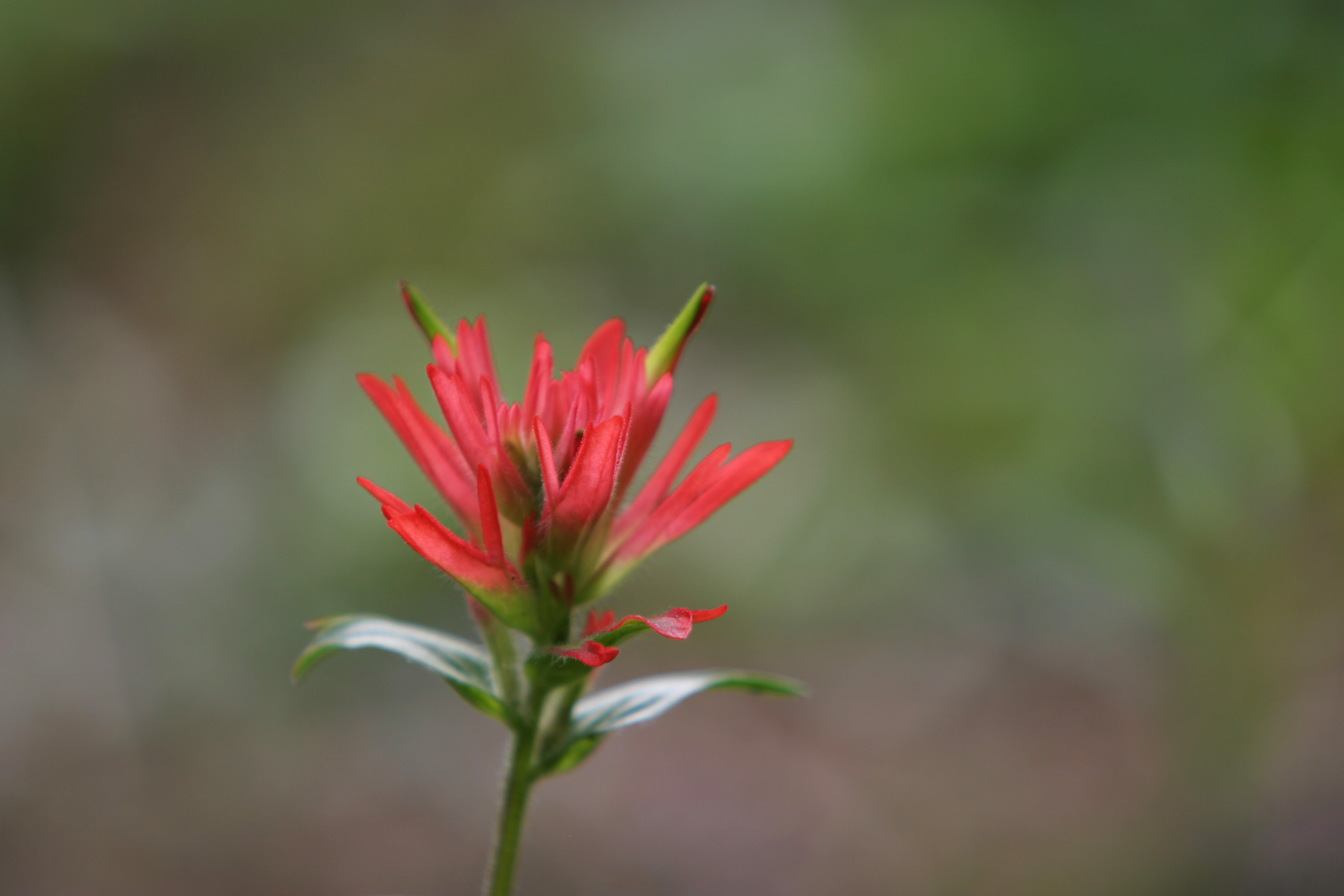 Floweres of the World