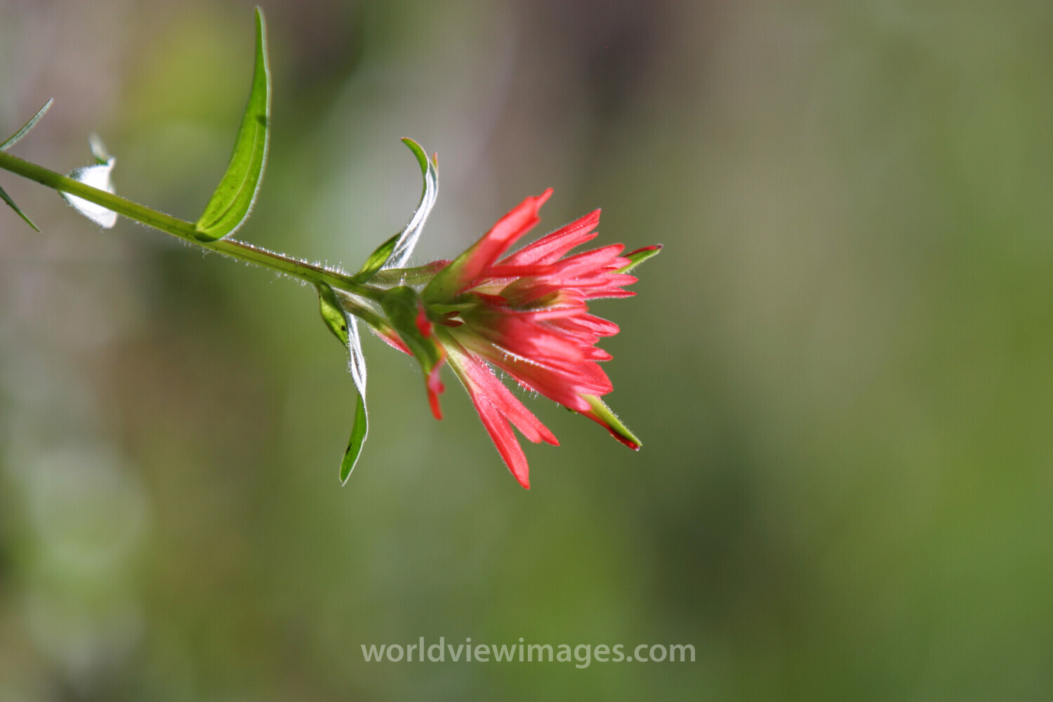 Floweres of the World