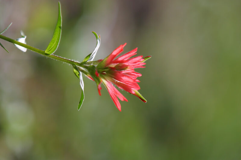 Floweres of the World — Flowers, nature, scenic, flora