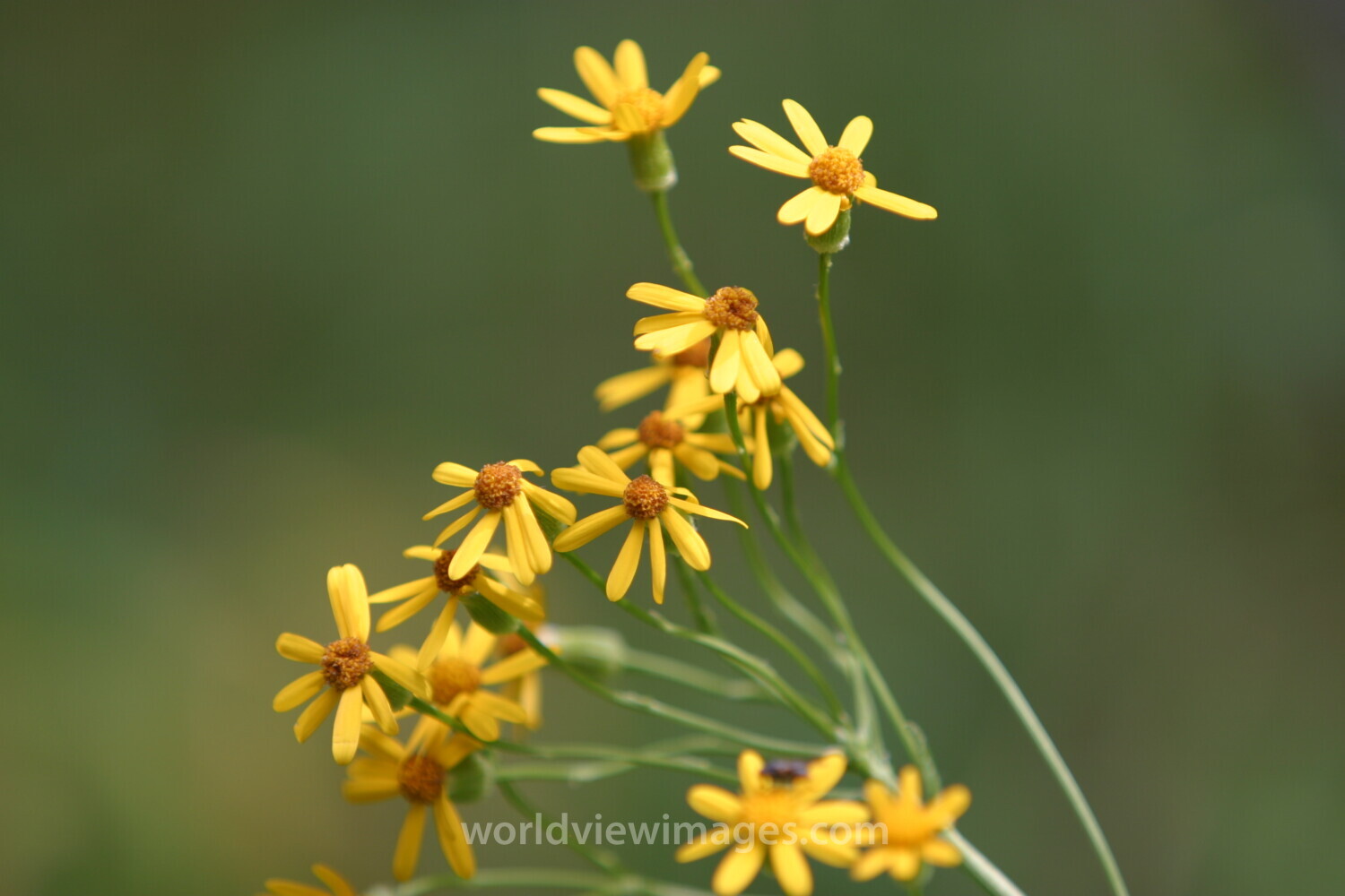 Floweres of the World