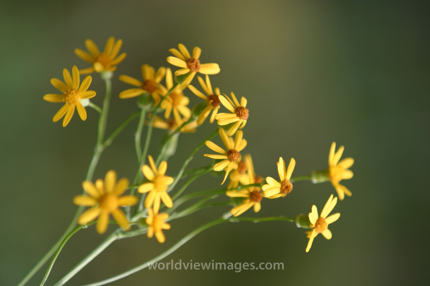 Floweres of the World