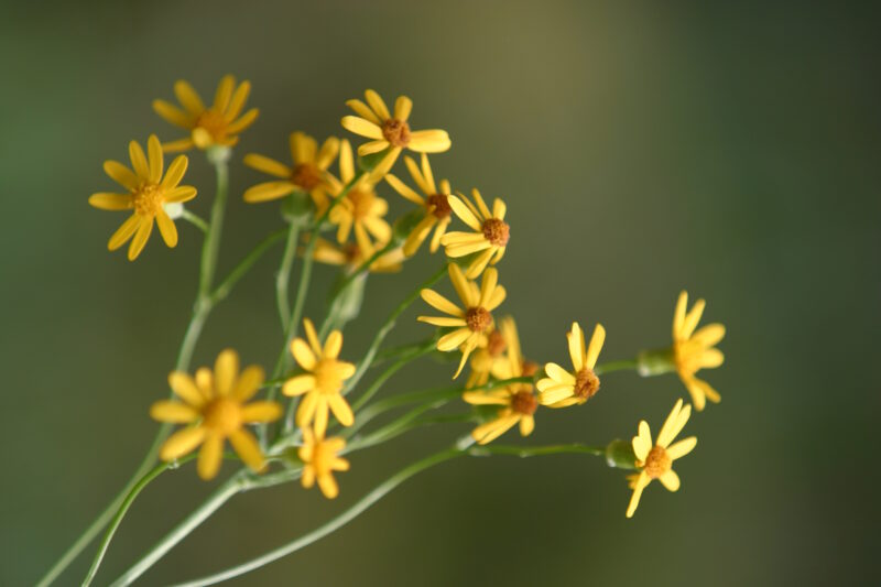 Floweres of the World — Flowers, nature, scenic, flora