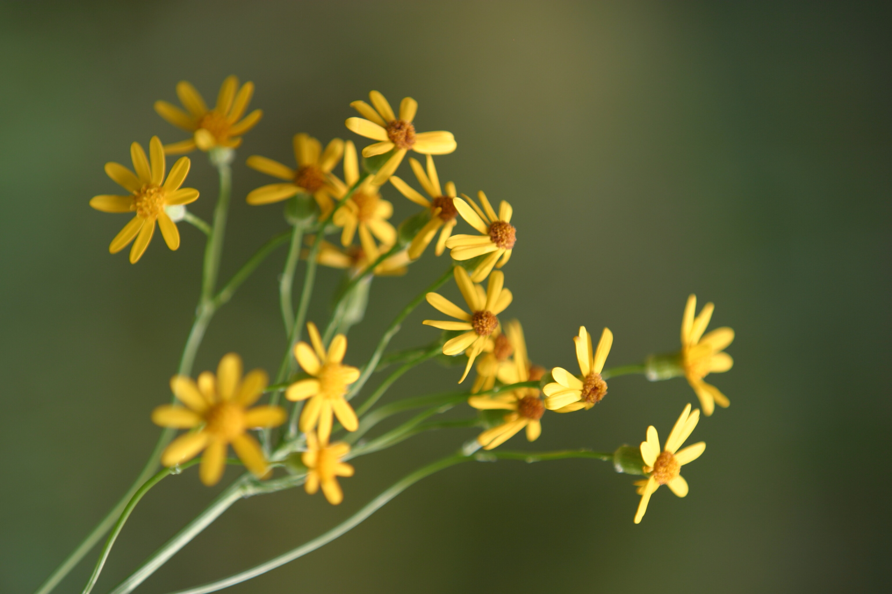 Floweres of the World