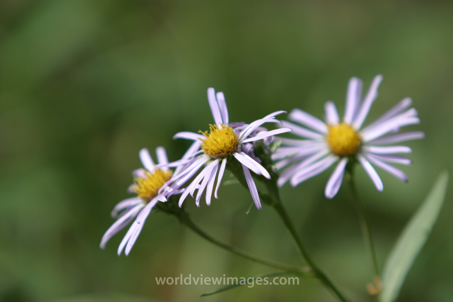 Floweres of the World