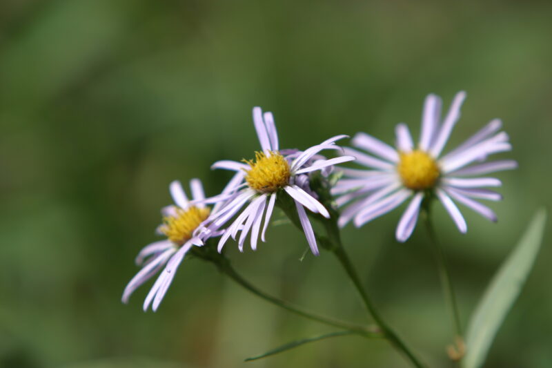Floweres of the World — Flowers, nature, scenic, flora