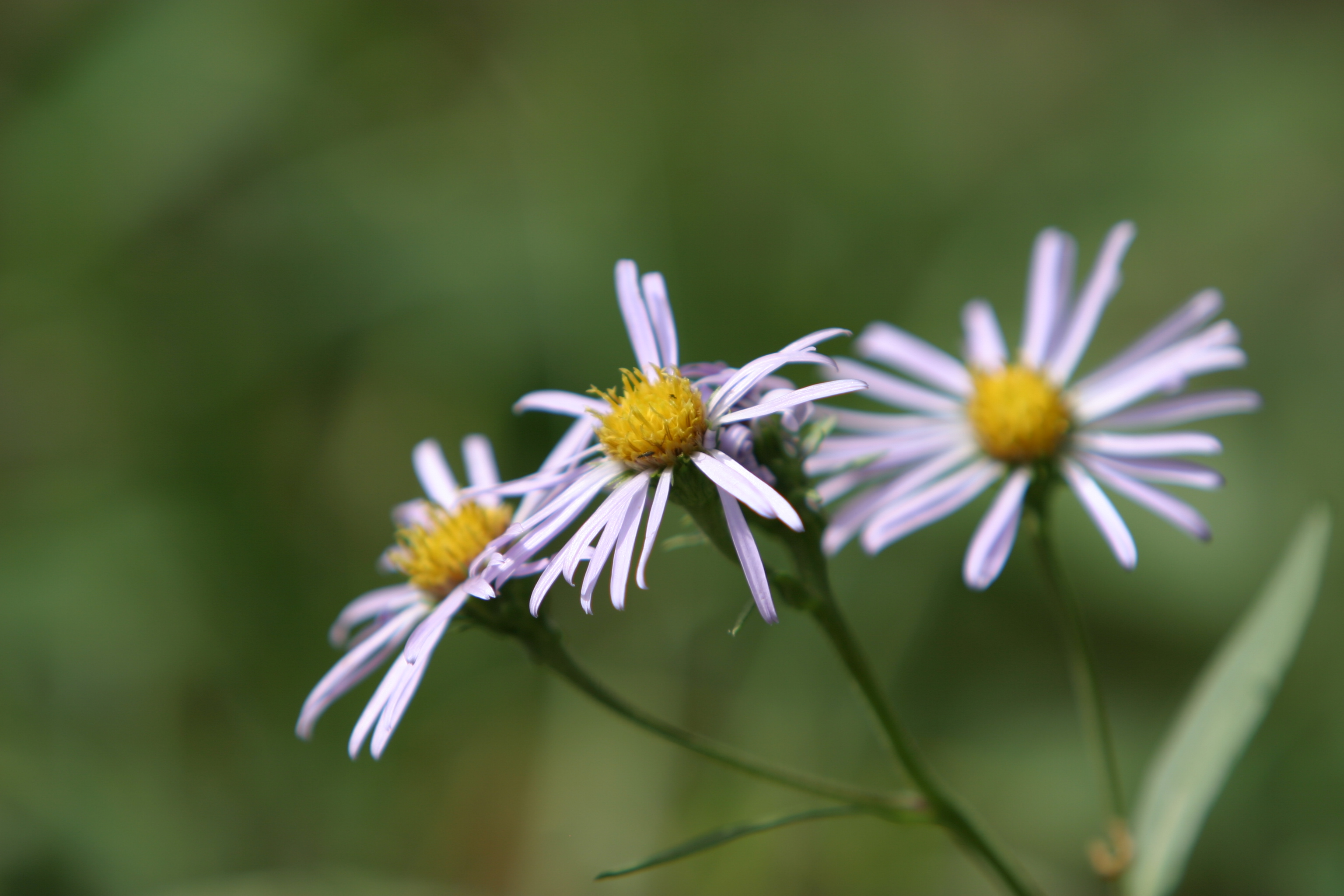 Floweres of the World
