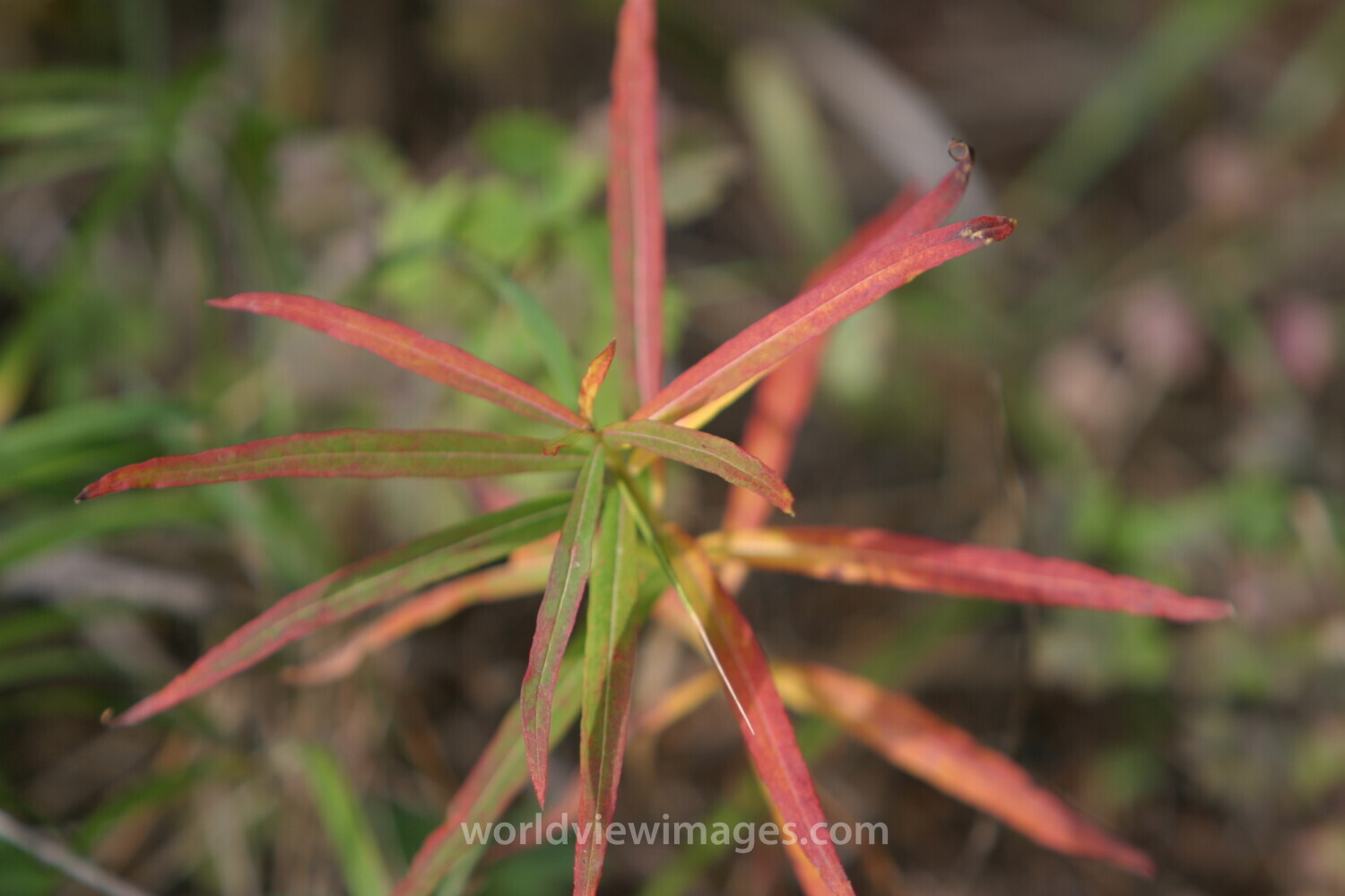 Floweres of the World