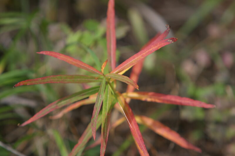 Floweres of the World — Flowers, nature, scenic, flora