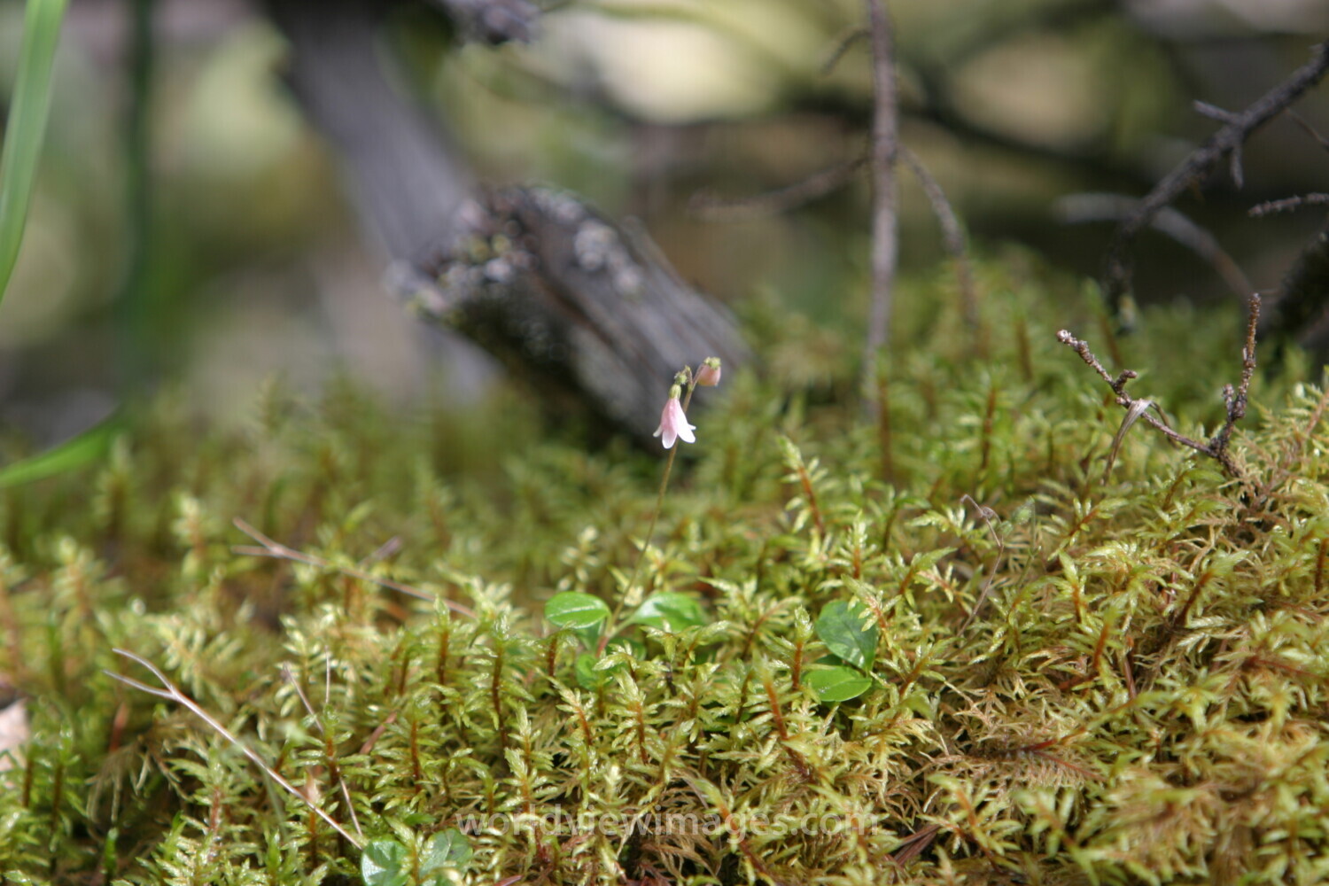 Floweres of the World