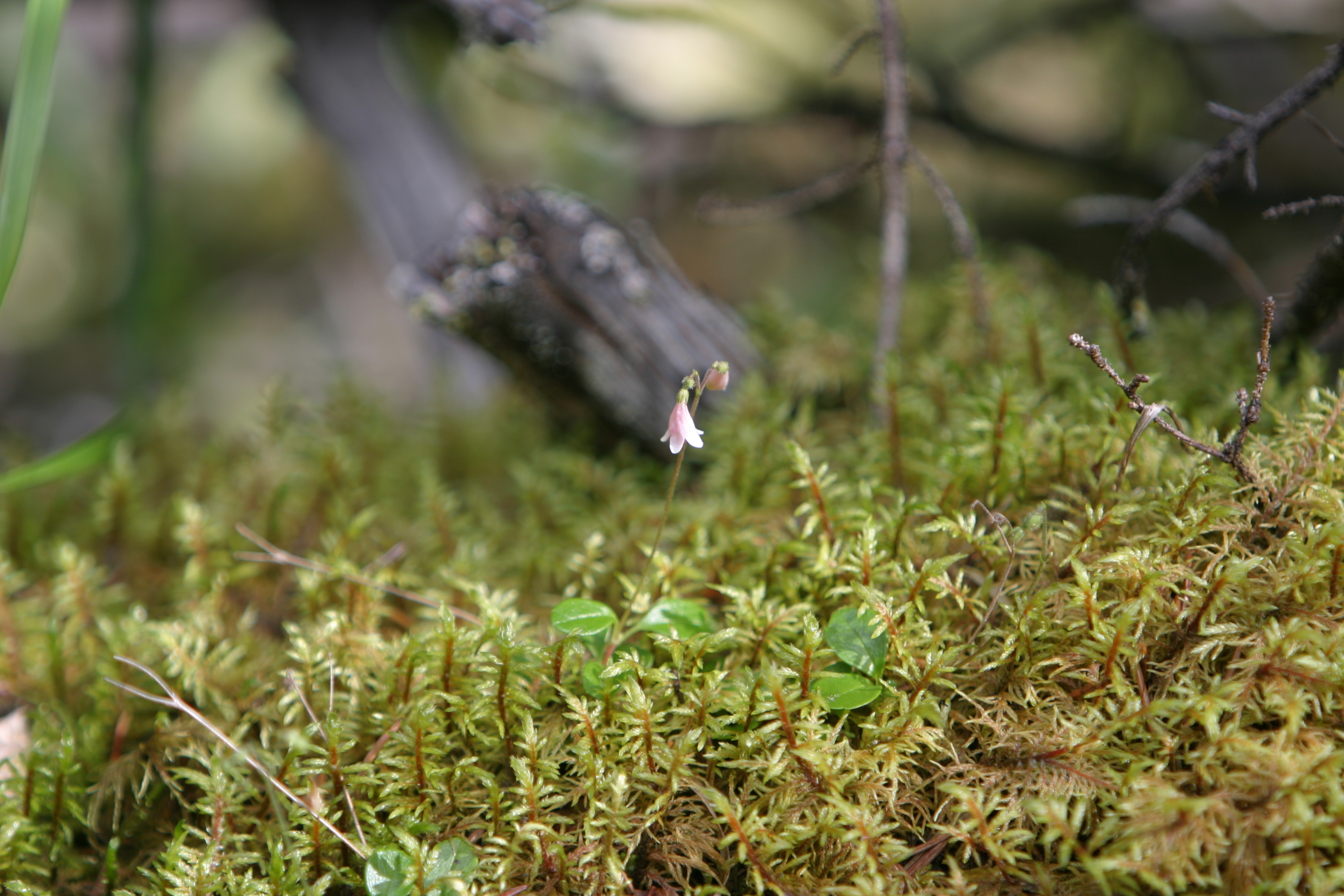 Floweres of the World