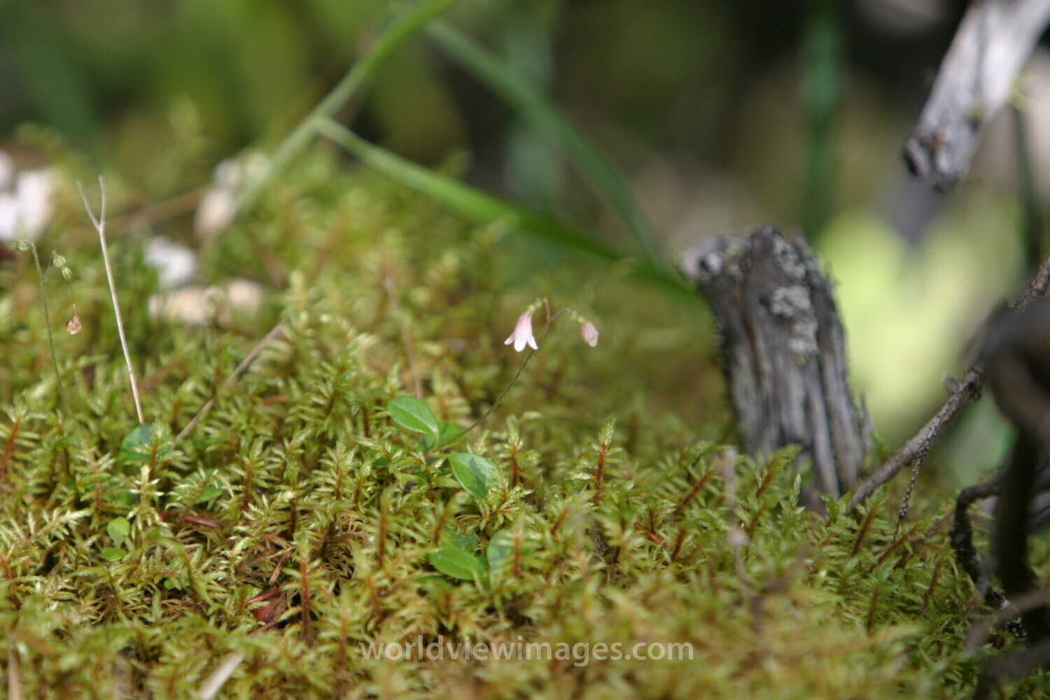 Floweres of the World