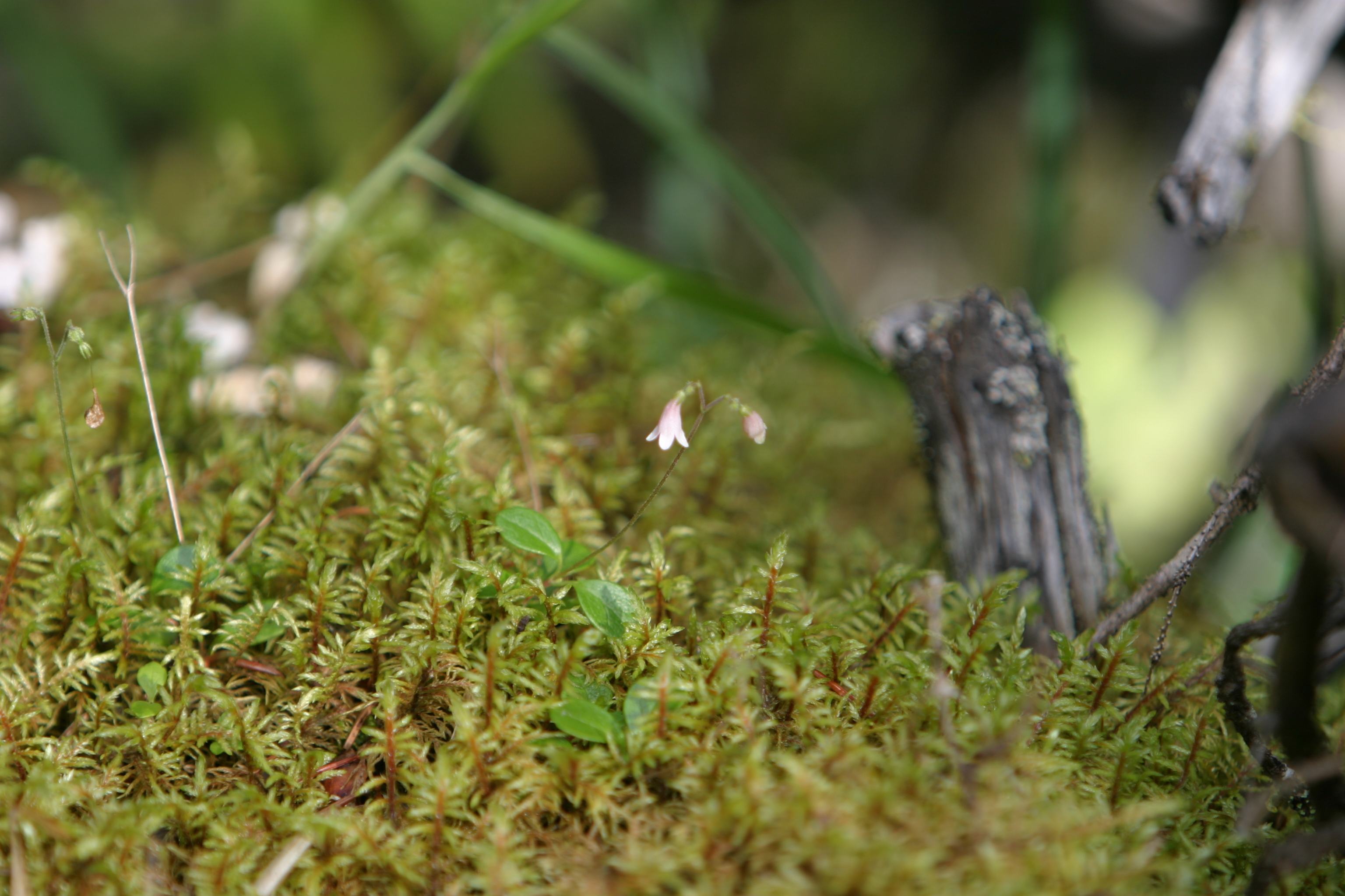 Floweres of the World