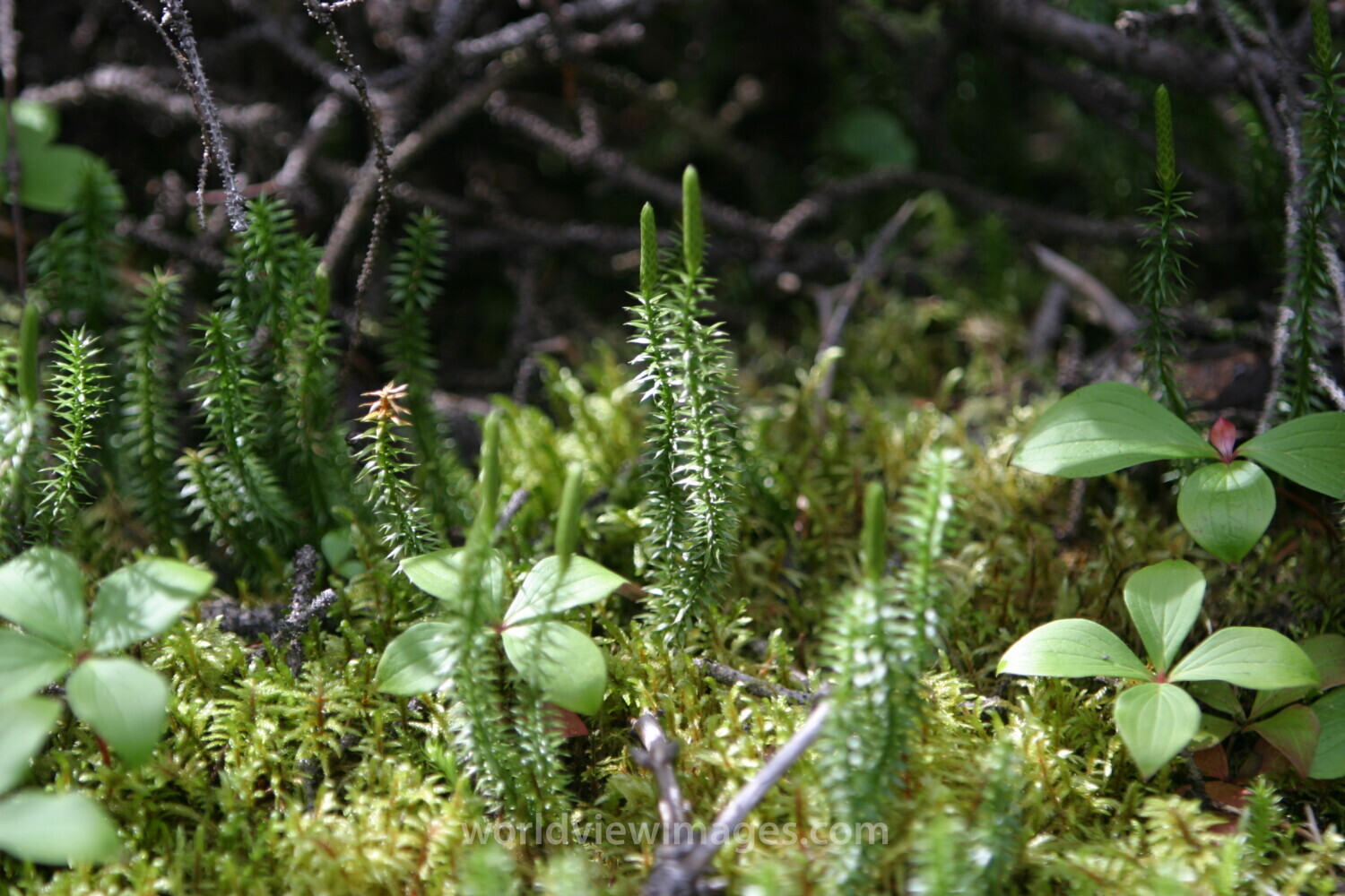 Floweres of the World