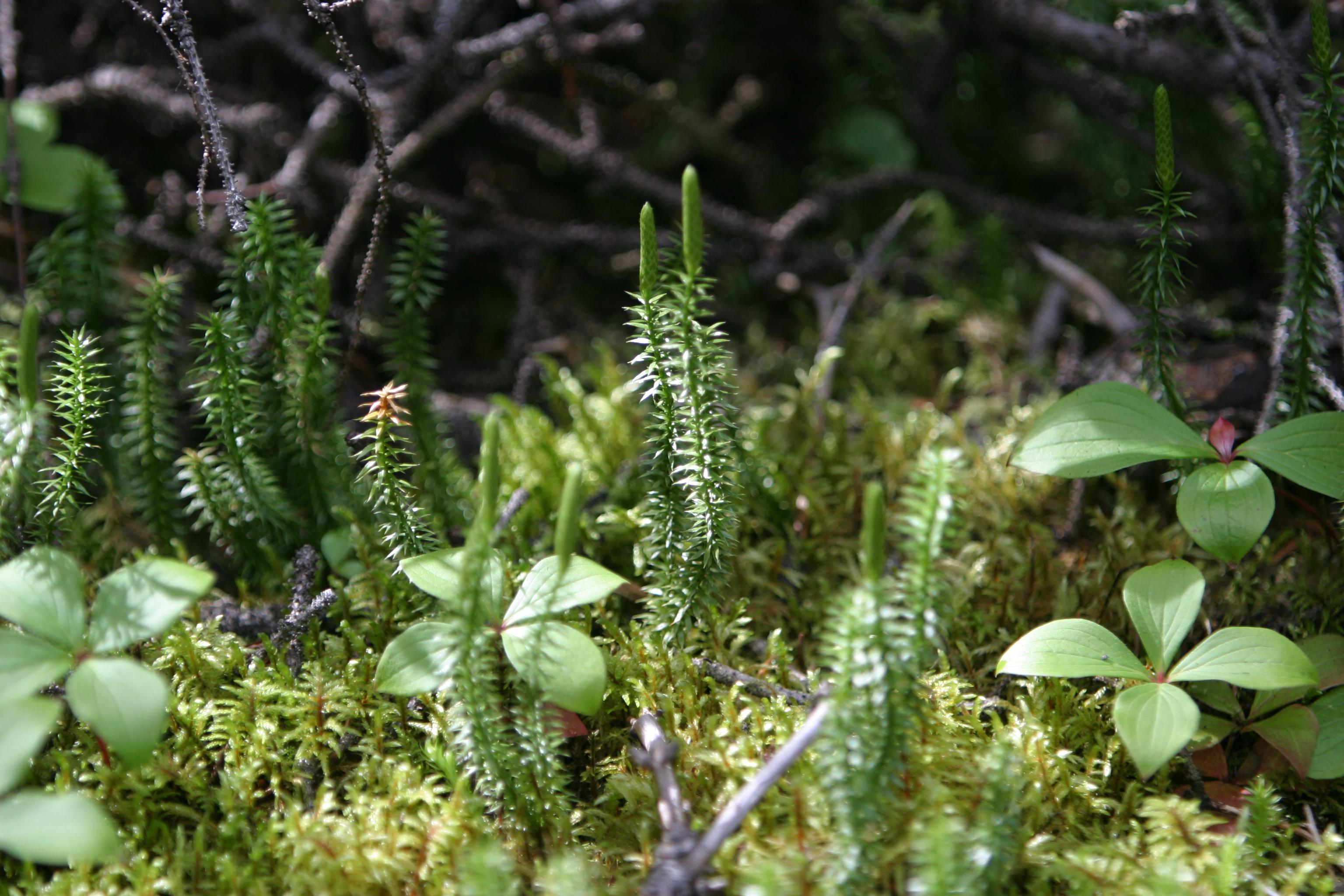 Floweres of the World