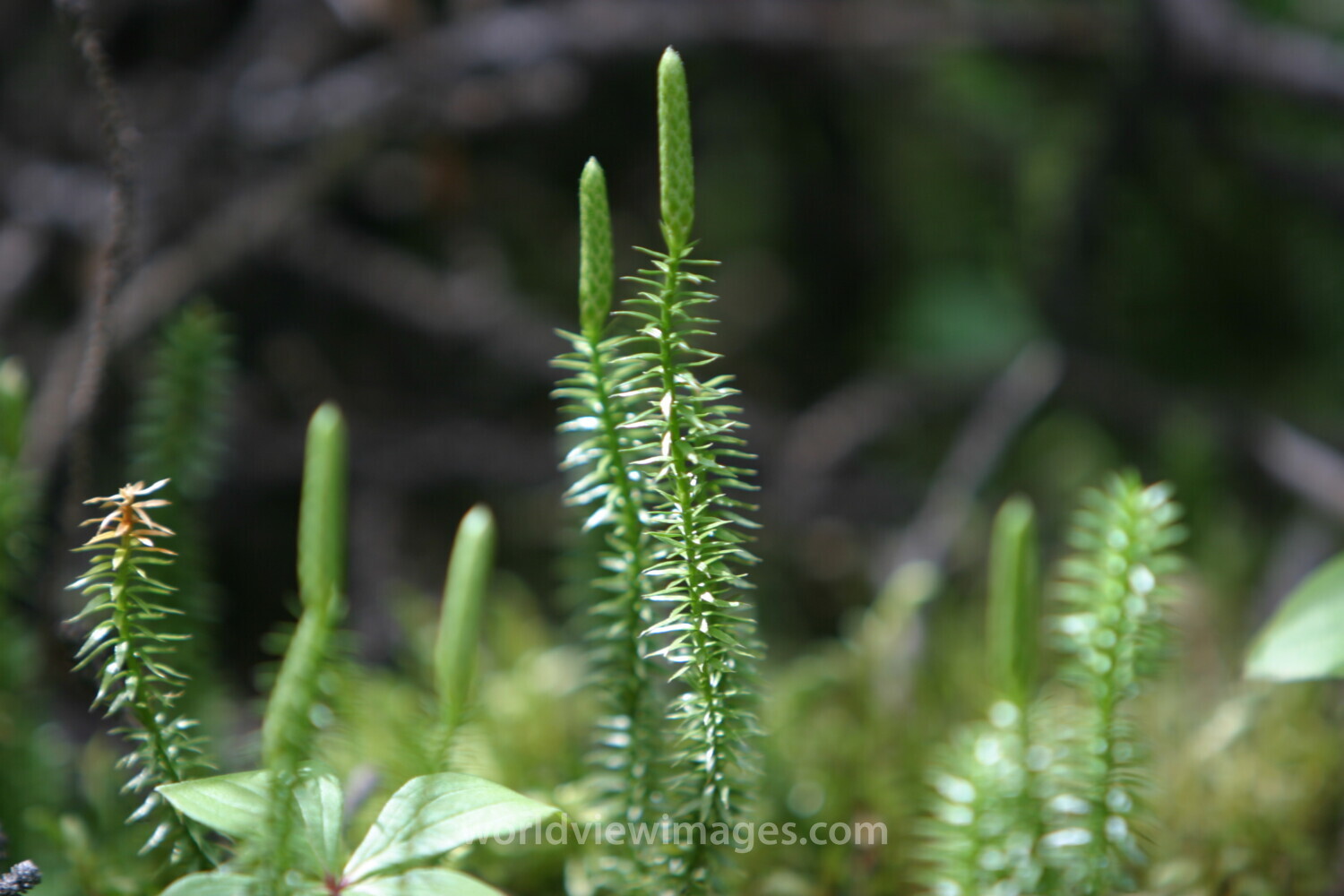Floweres of the World