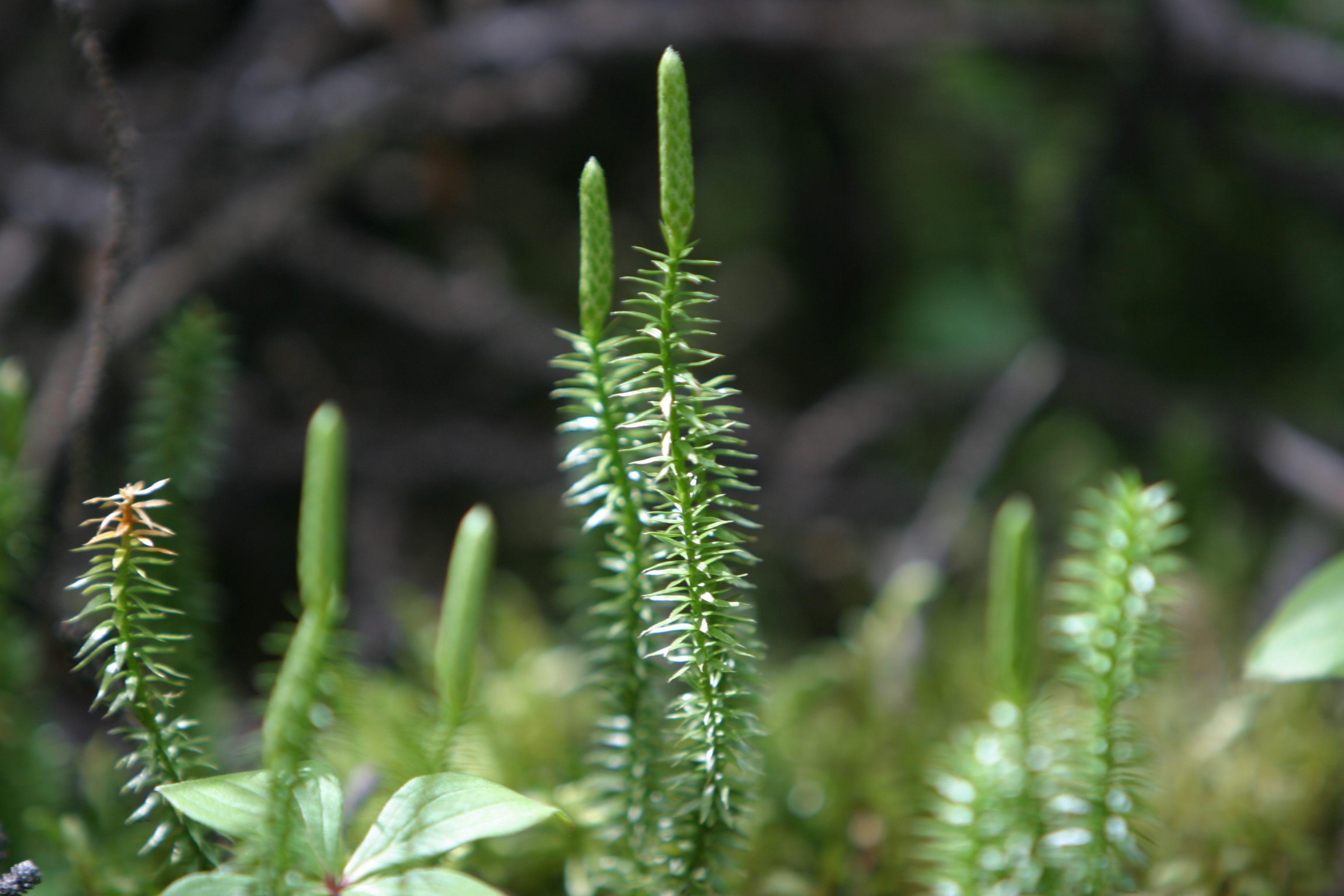 Floweres of the World