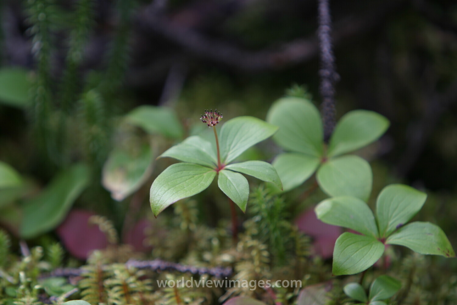 Floweres of the World