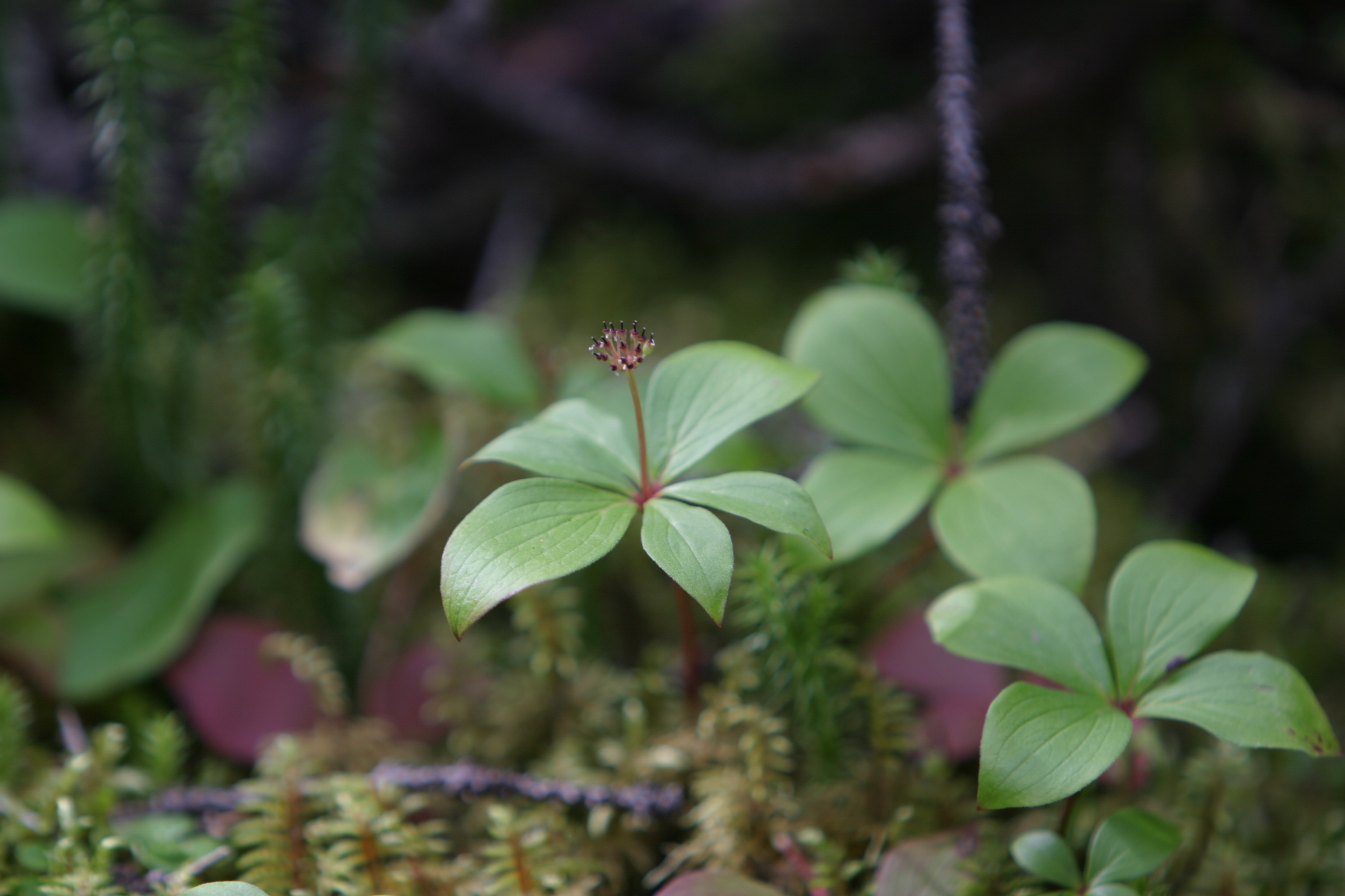 Floweres of the World